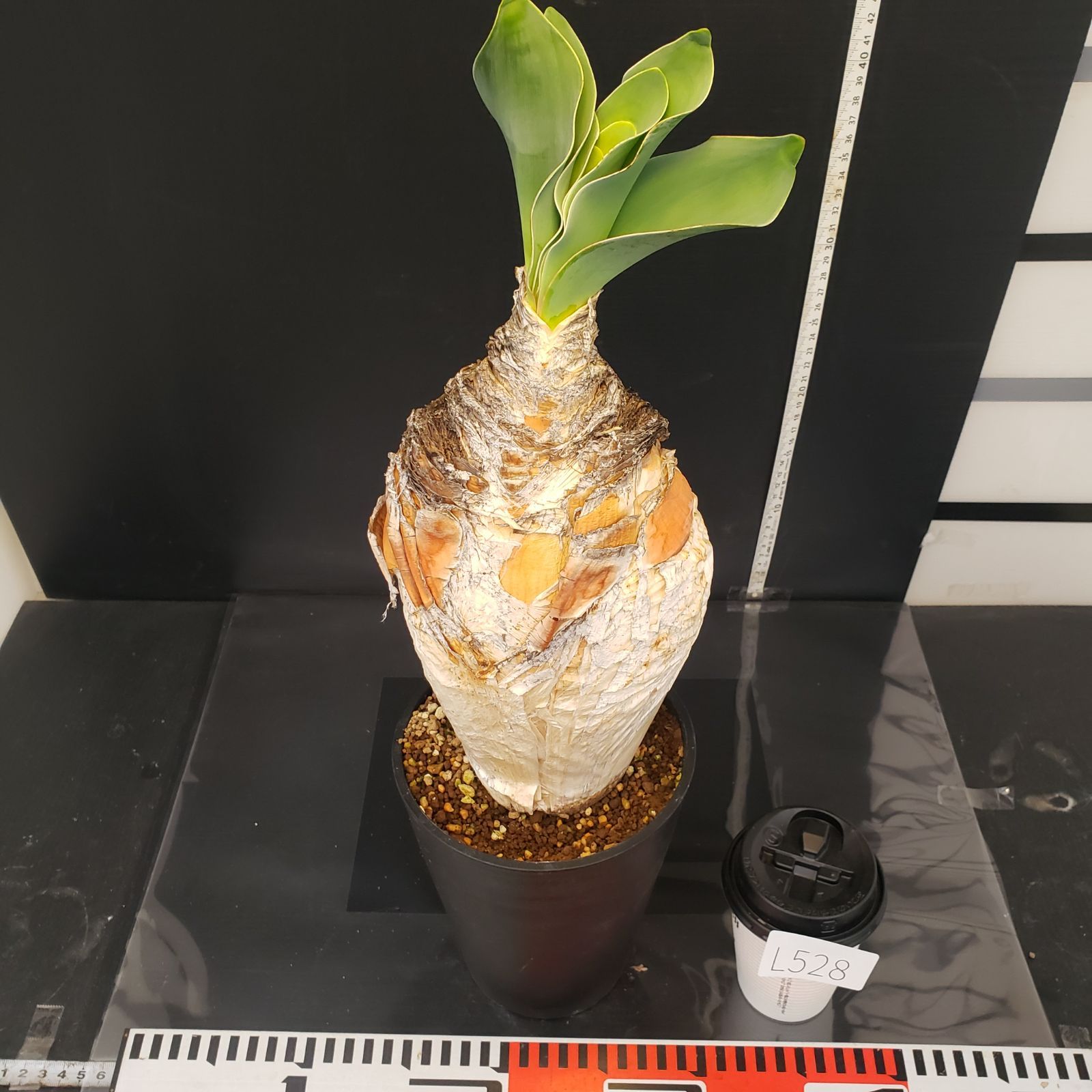 L528【自社養生株】ブーファン ハエマンソイデス（現地球・発根株