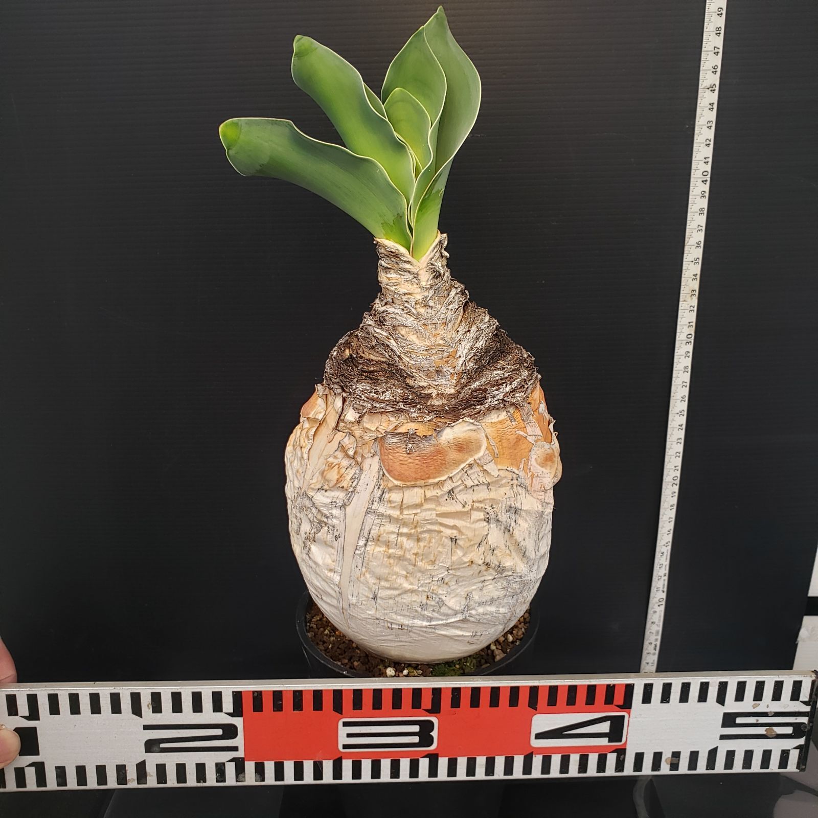 L528【自社養生株】ブーファン ハエマンソイデス（現地球・発根株