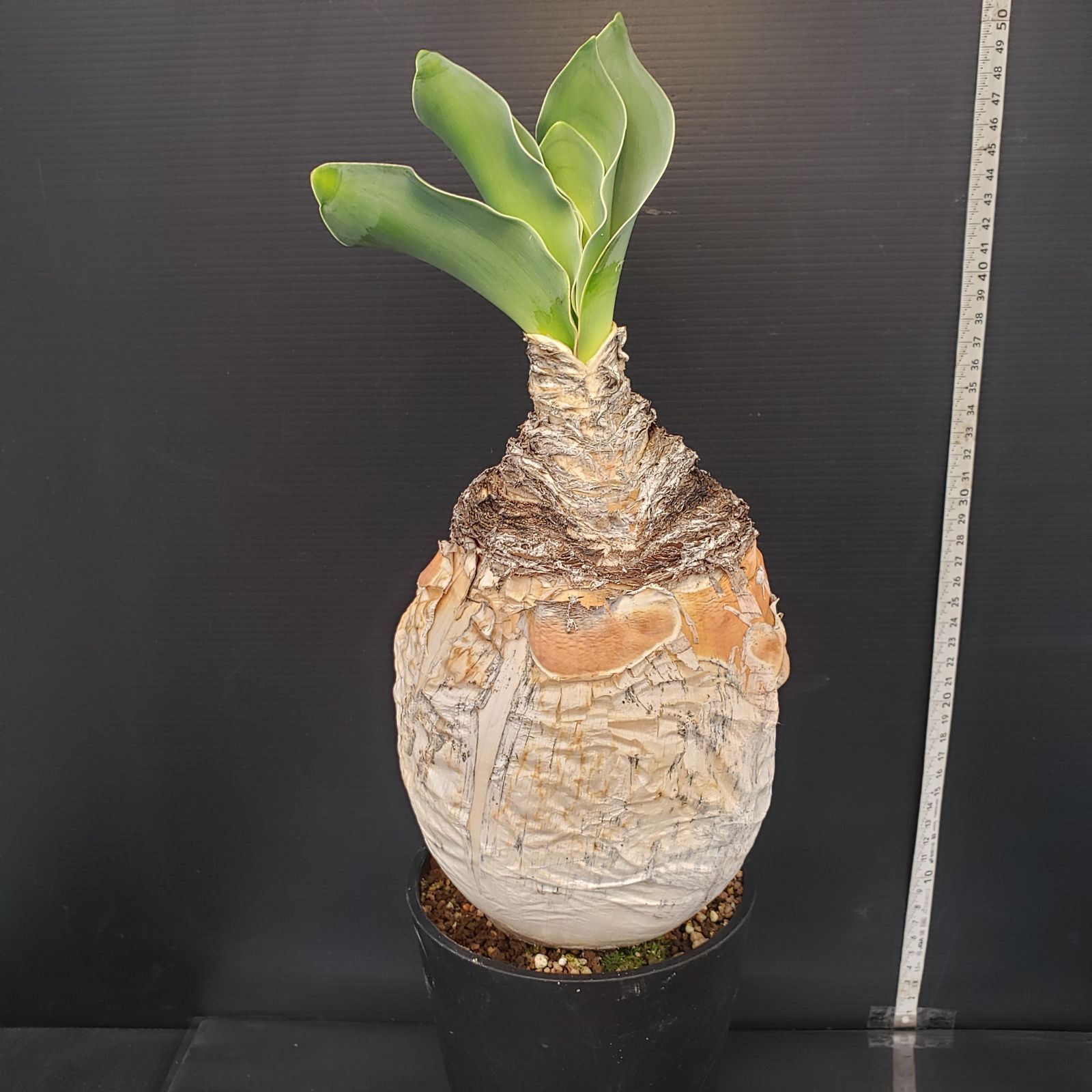 L528【自社養生株】ブーファン ハエマンソイデス（現地球・発根株