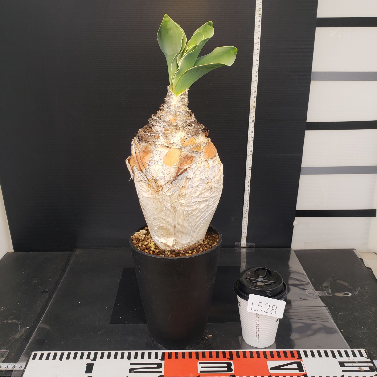 L528【自社養生株】ブーファン ハエマンソイデス（現地球・発根株