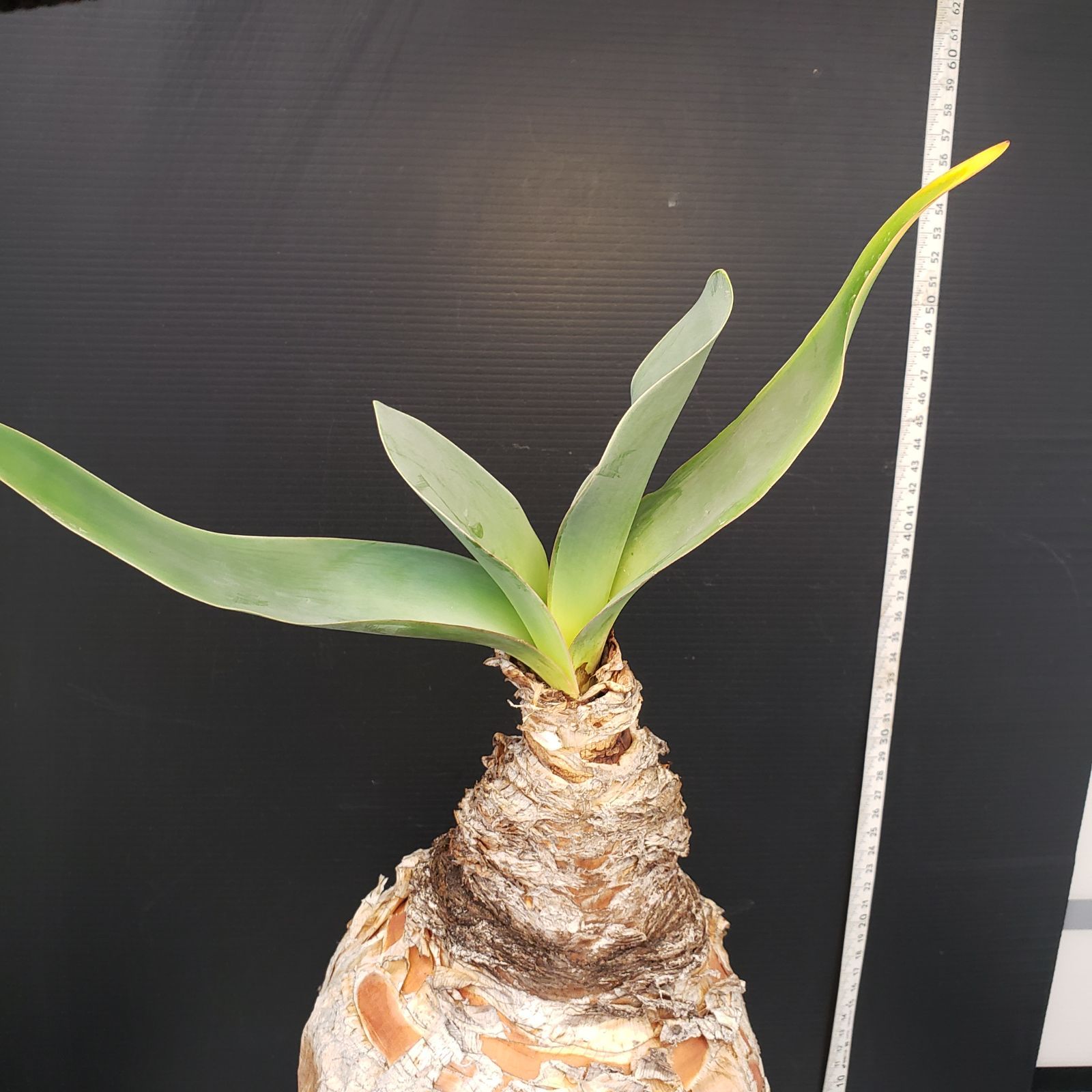 L529【自社養生株】ブーファン ハエマンソイデス（現地球・発根株