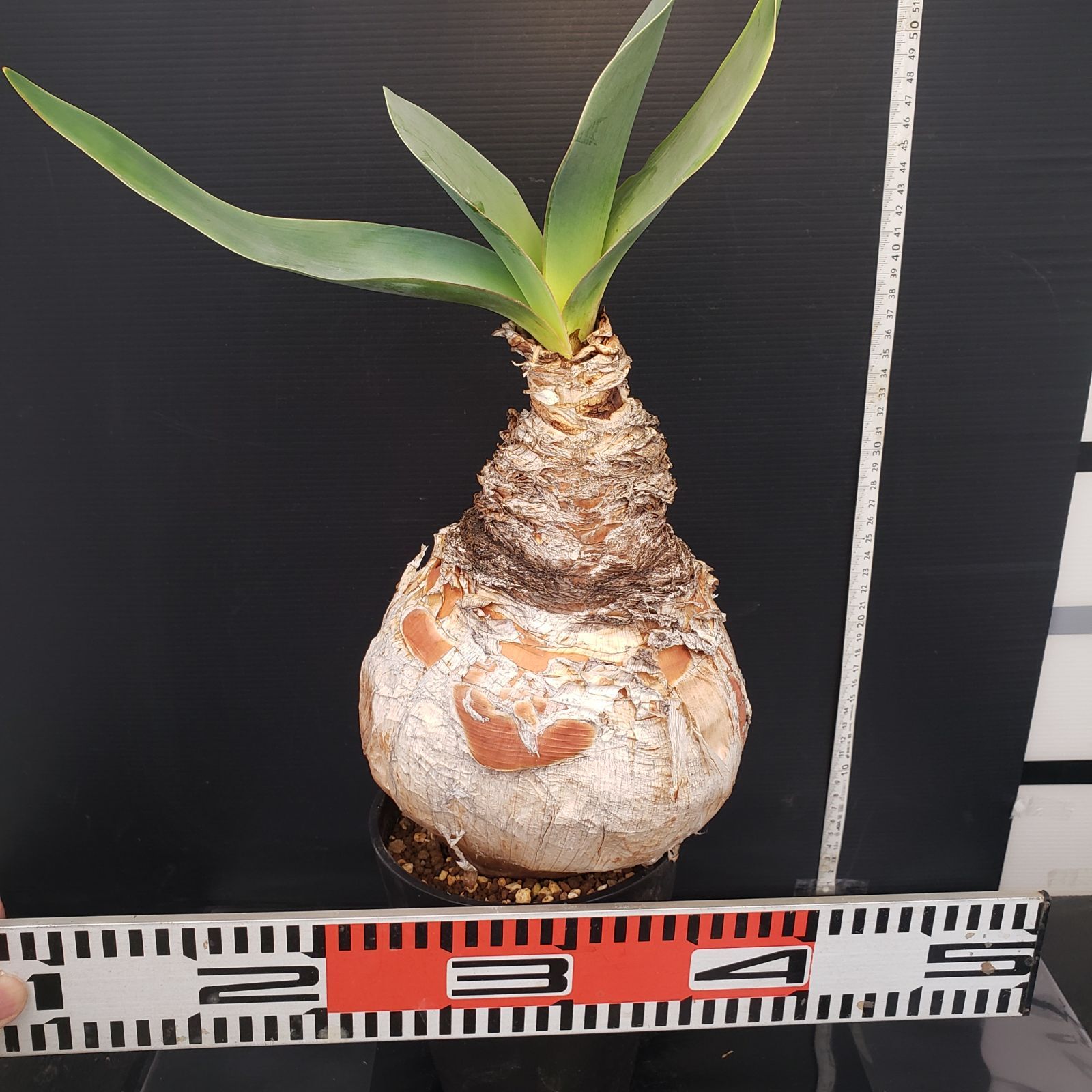 L529【自社養生株】ブーファン ハエマンソイデス（現地球・発根株