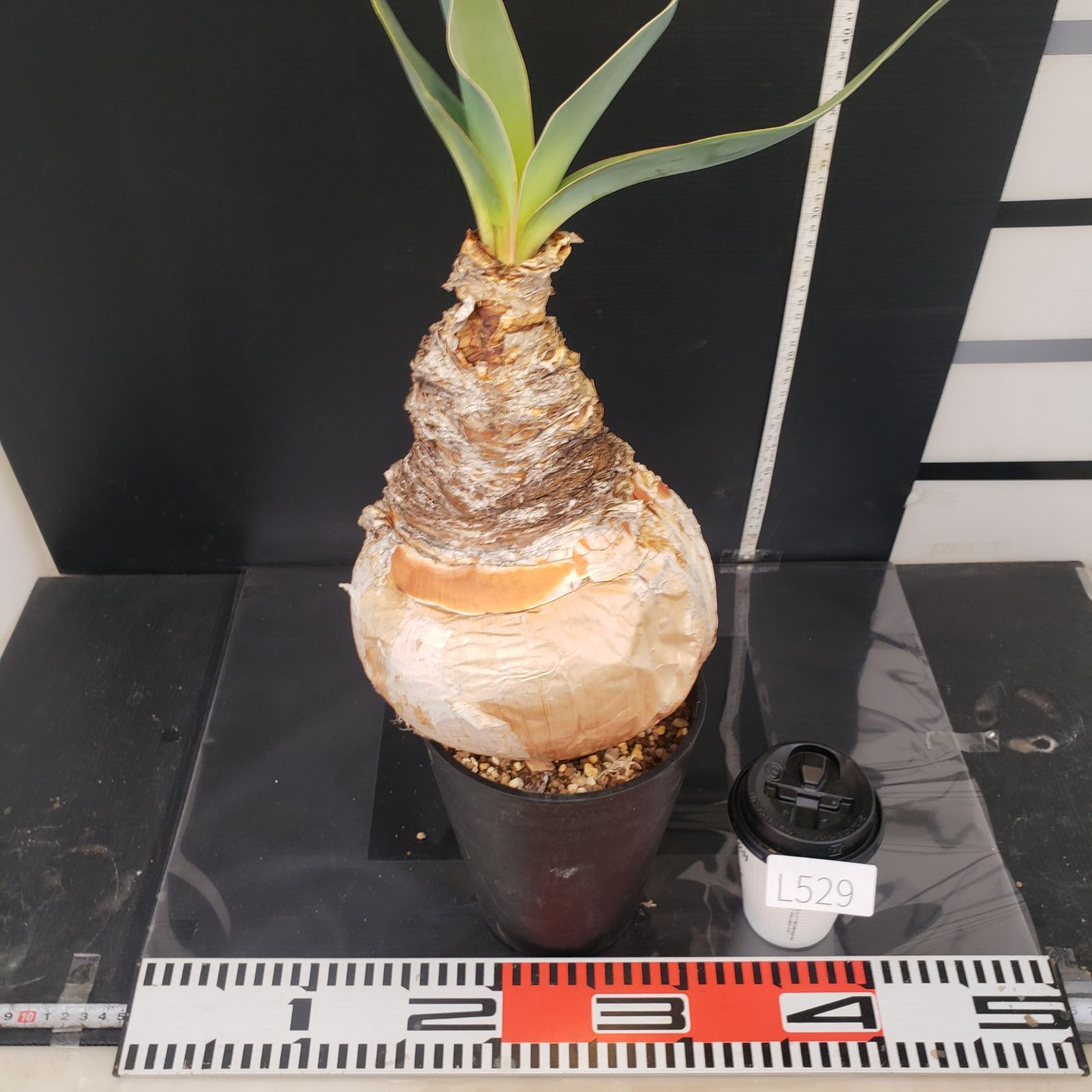 ブーファン　ハエマンソイデス　現地株 ブーファン ハエマンソイデス 