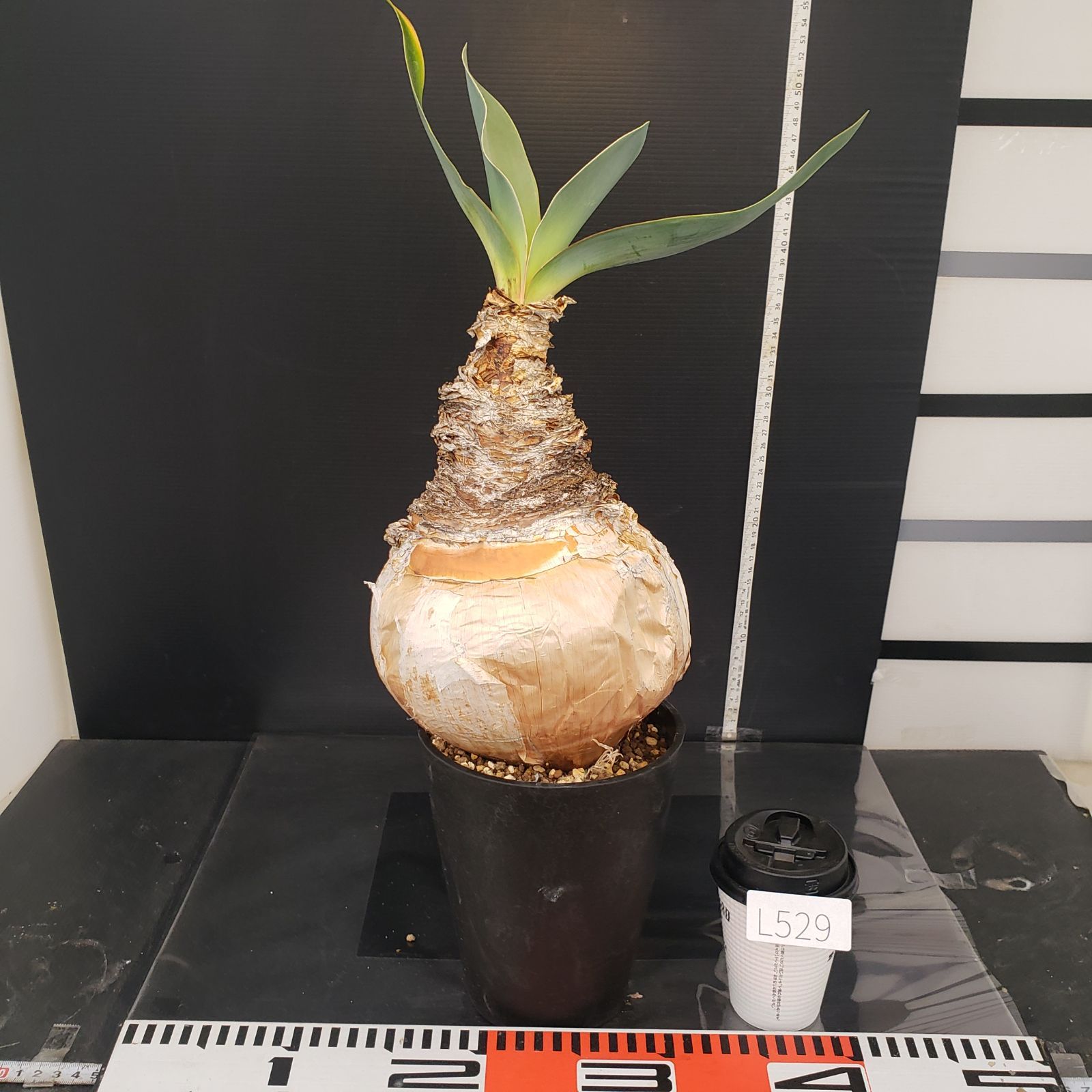 m*u様 G5「球根植物」ブーファン ハエマンソイデス 産地株 12株 L314【自社養生株】ブーファン ハエマンソイデス（現地球・発根株