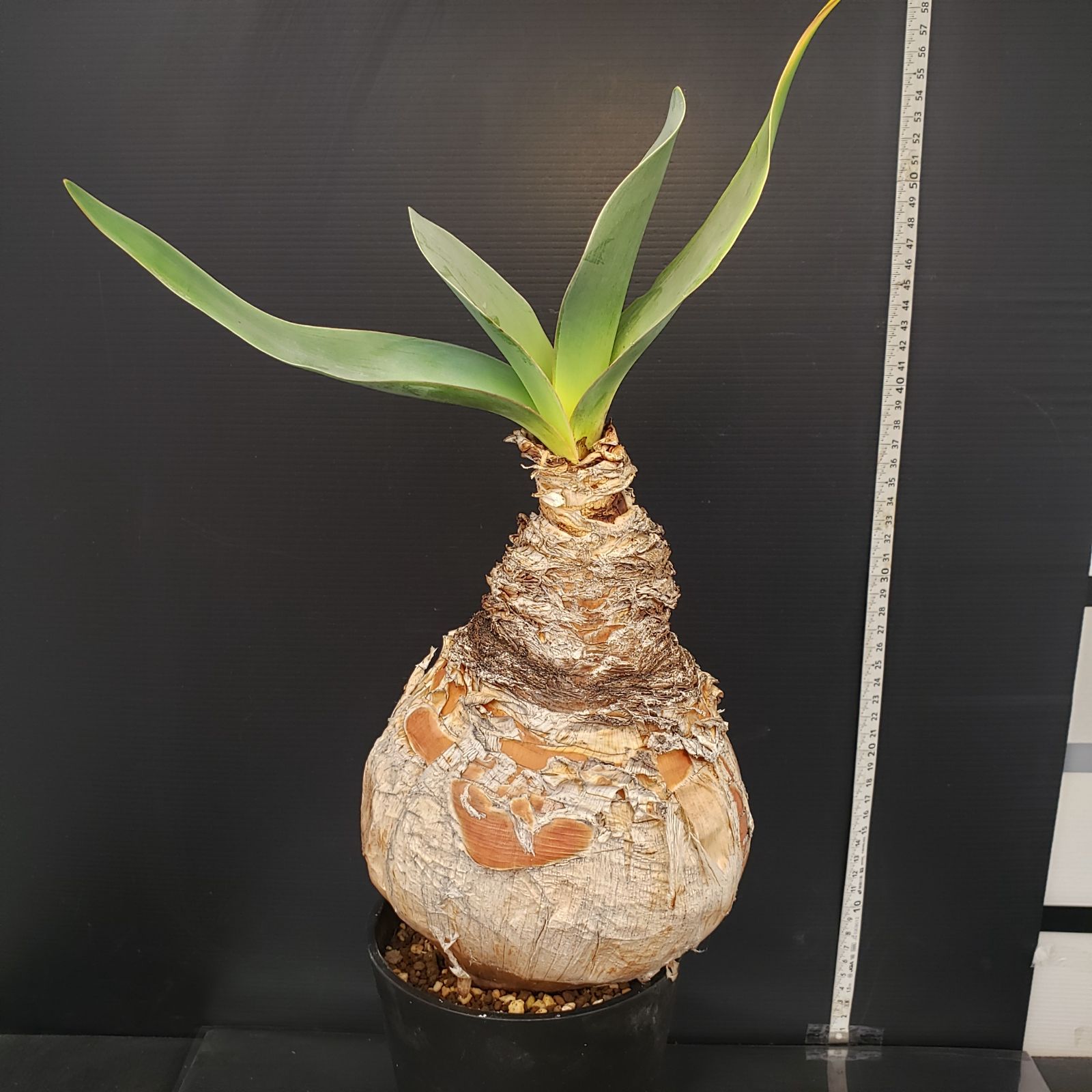 L529【自社養生株】ブーファン ハエマンソイデス（現地球・発根株