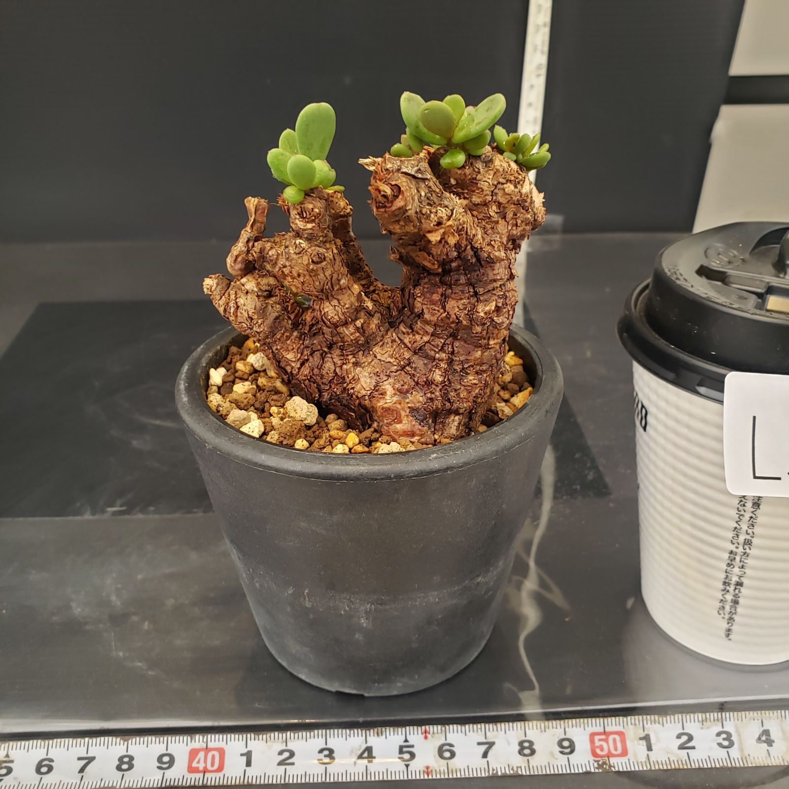 L530【自社養生株】ケラリア ピグマエア（現地球・発根未確認株