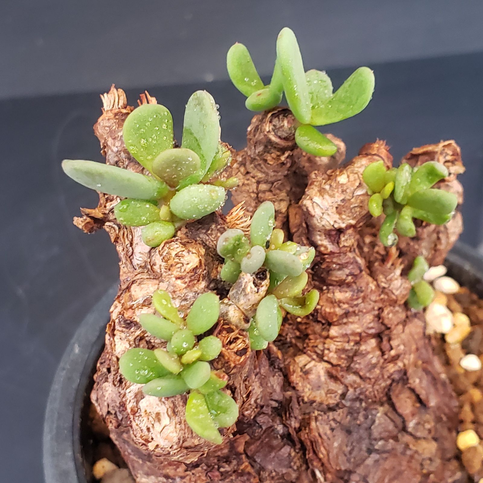 L530【自社養生株】ケラリア ピグマエア（現地球・発根未確認株