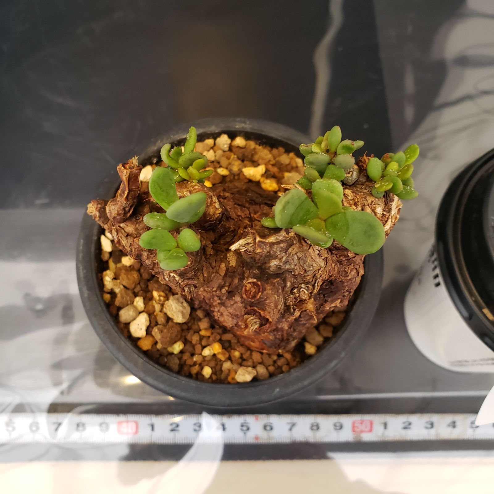 L530【自社養生株】ケラリア ピグマエア（現地球・発根未確認株