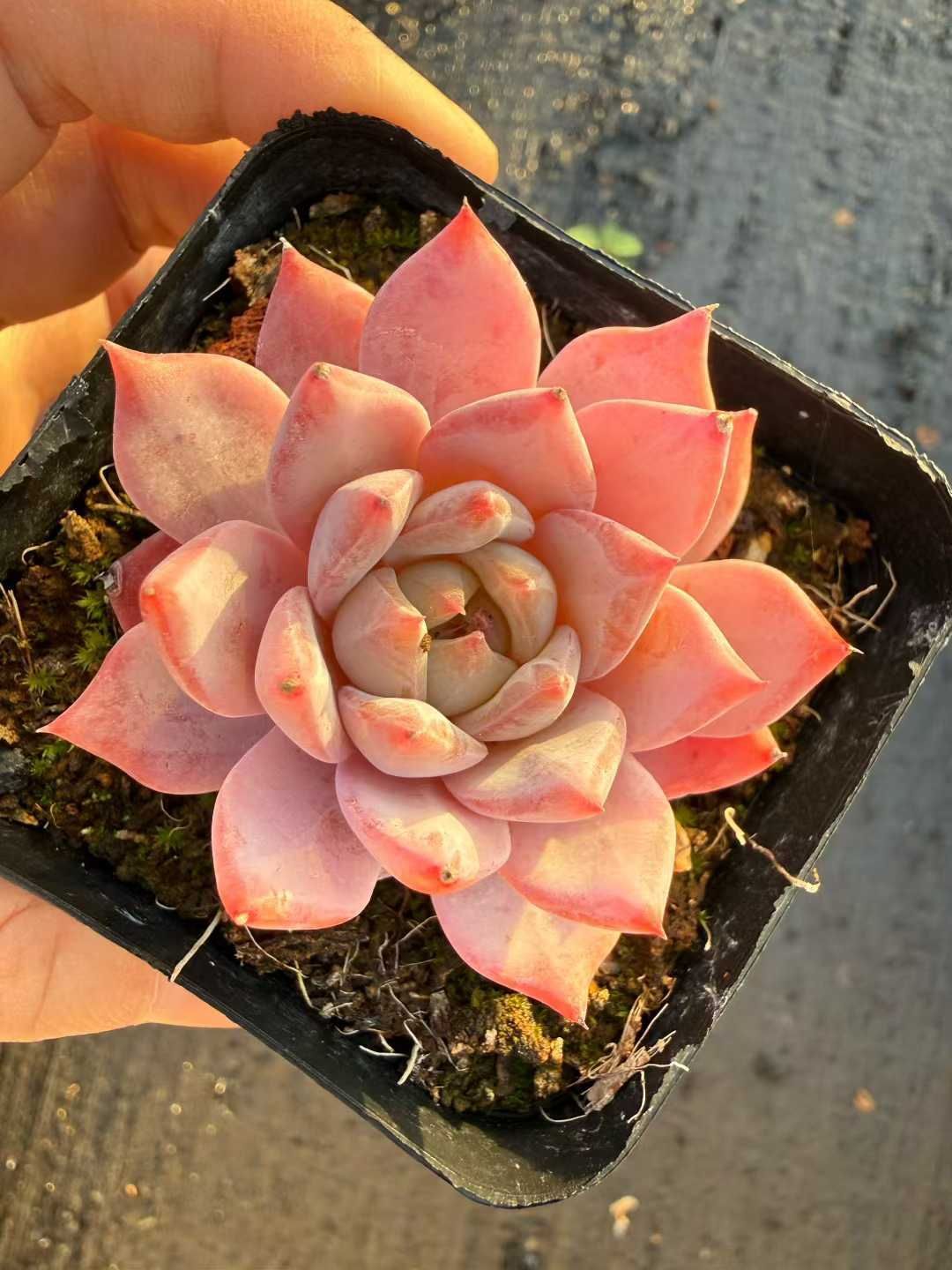 54株の抜き苗セット】ブルーバード 多肉植物 佐川急便発送 エケベリア