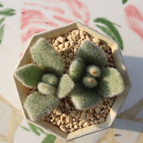 一点もの ラッキーガール カランコエ 多肉植物 TK11-20 現品 写真の子