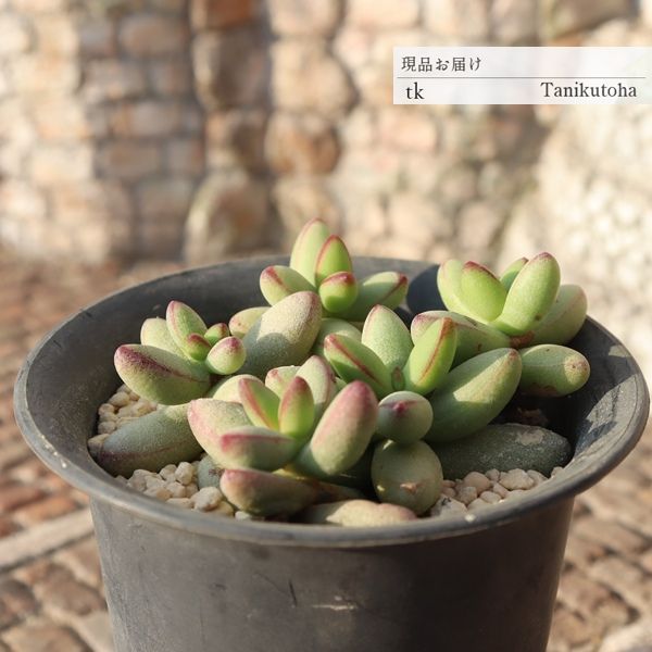 ルドリップ クラッスラ 多肉植物 一点もの TK11-21 現品 写真の子 多肉