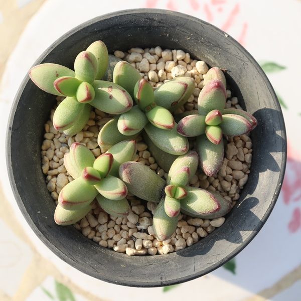 ルドリップ クラッスラ 多肉植物 一点もの TK11-21 現品 写真の子 多肉