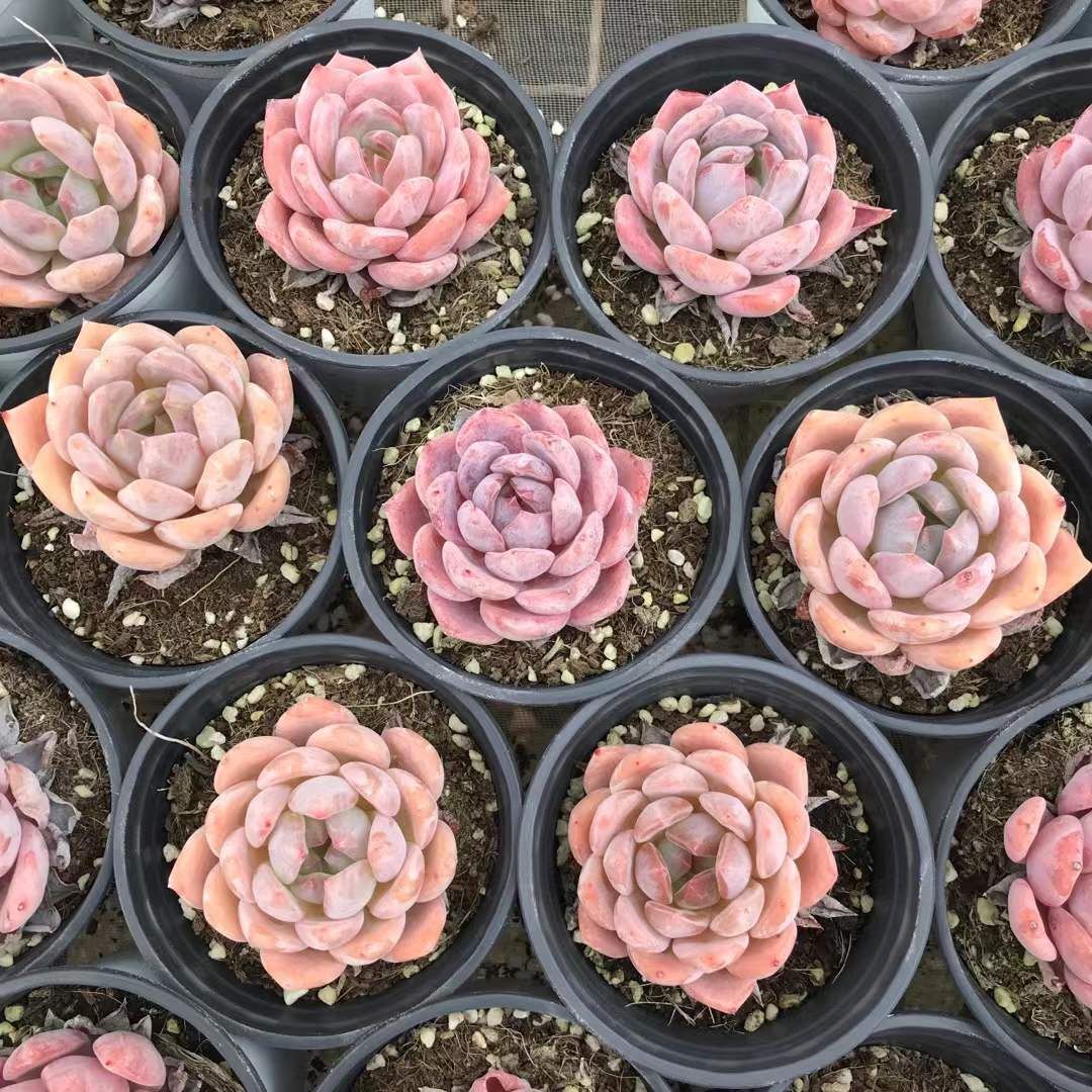 18株の抜き苗セット】ゼリーオレンジ 多肉植物 佐川急便発送