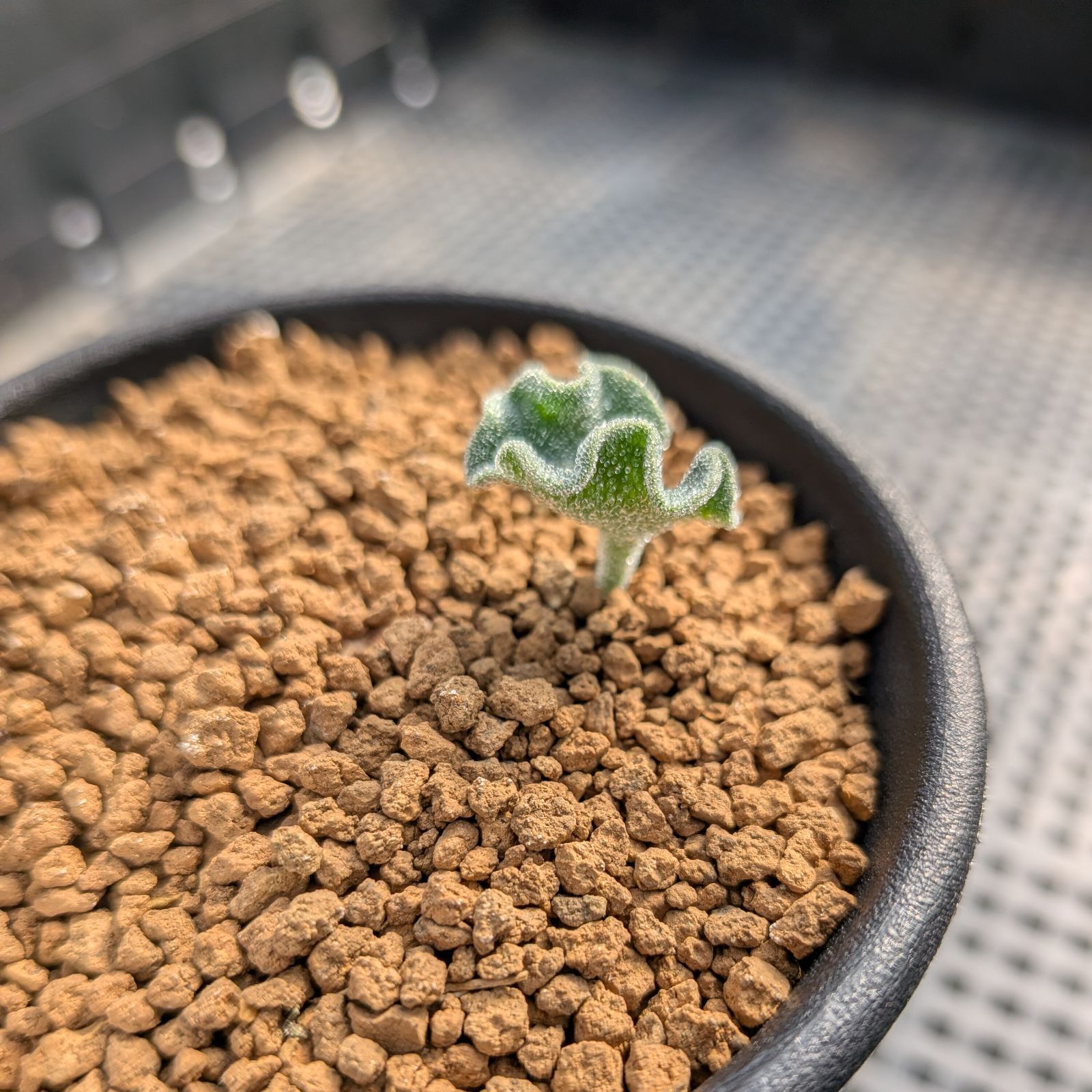 エリオスペルマム チタノプソイデス ※メルカリ便(鉢植え) - メルカリ