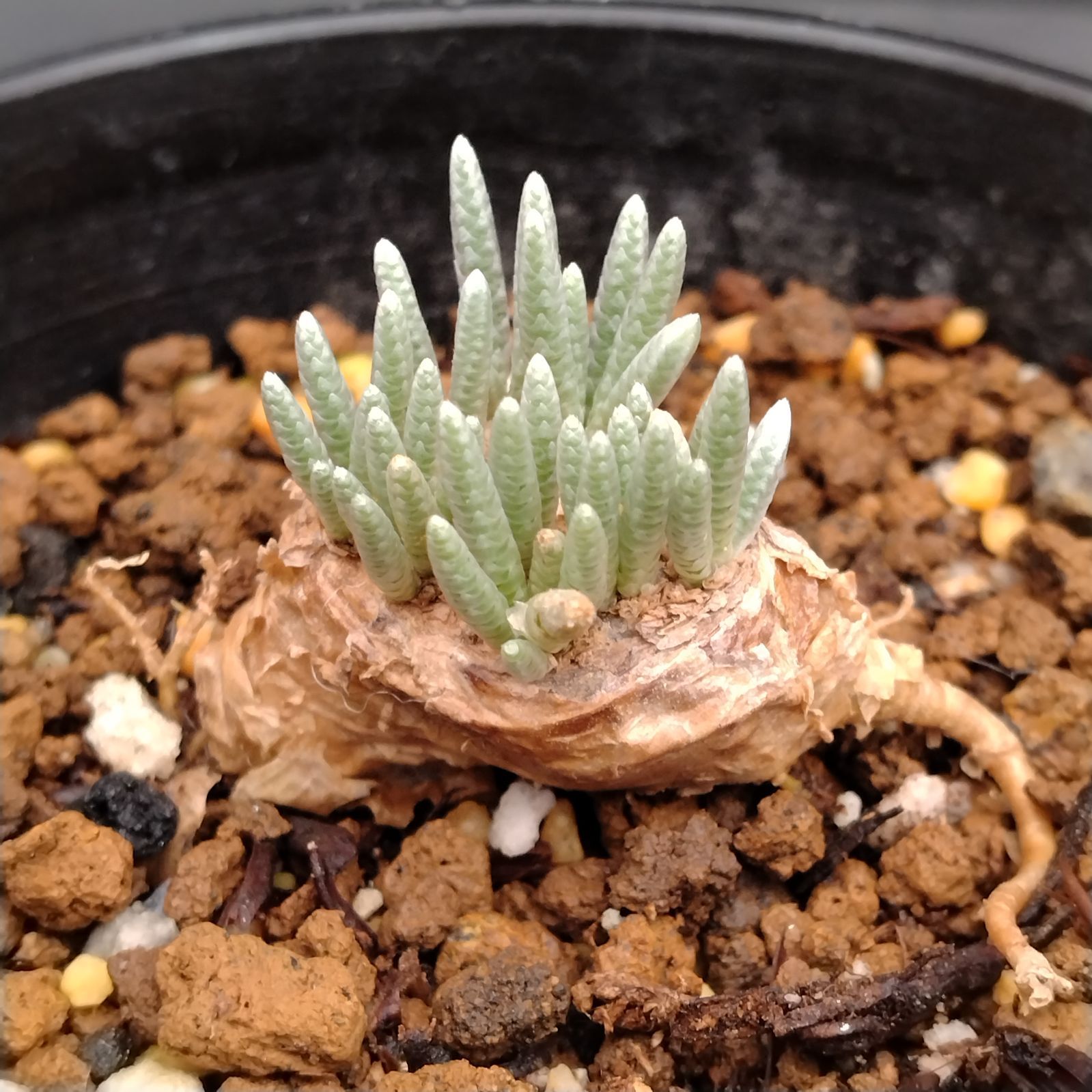 稀少・赤花】5 うつぼ錦 アボニア クイナリア コーデックス 冬型 塊根