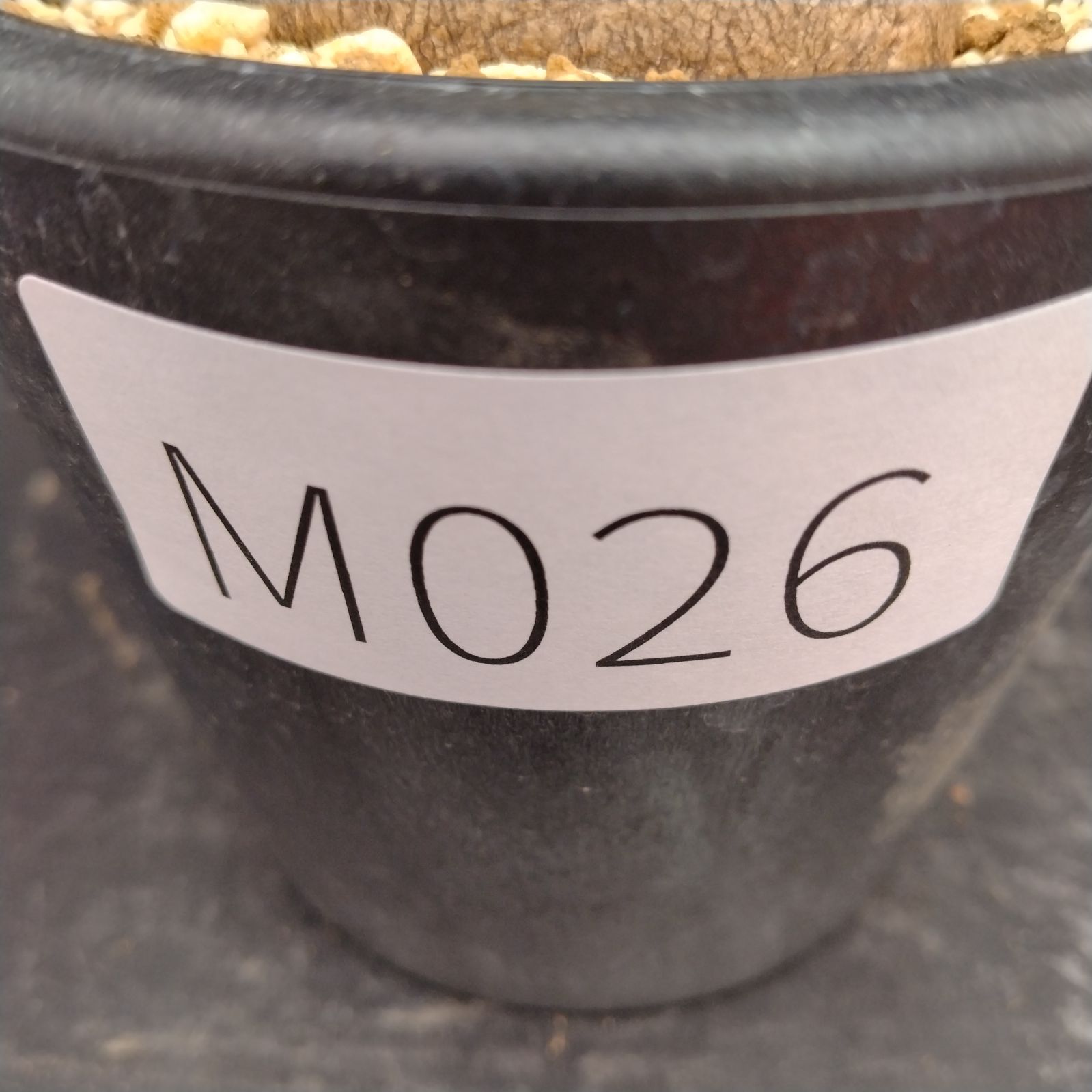 M026【自社養生株】ステファニア エレクタ（発根未確認株・鉢植え