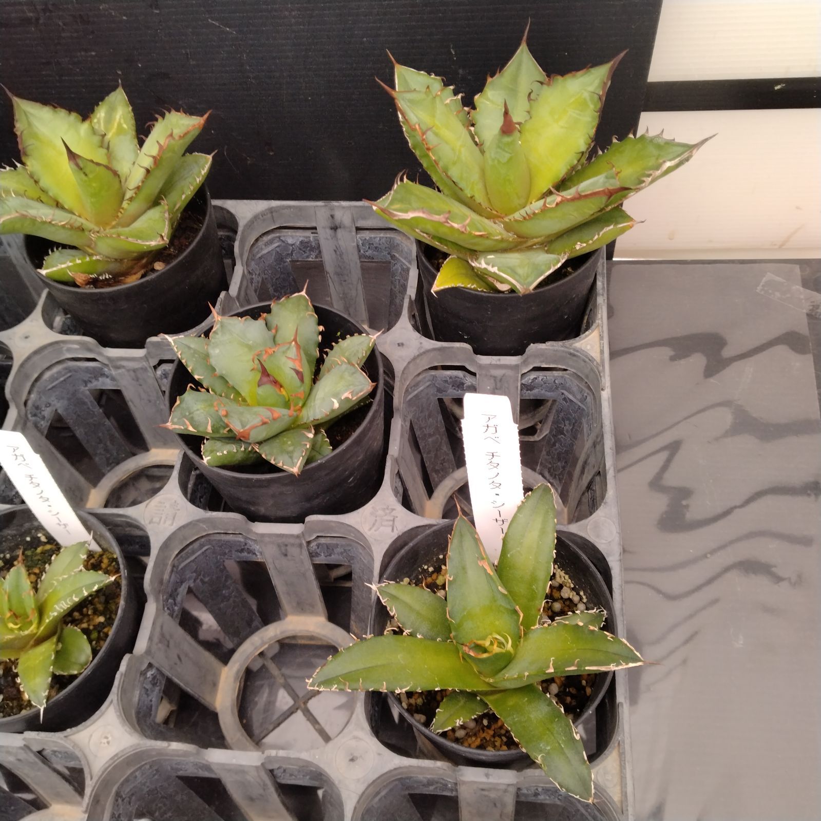 M064【自社養生株】アガベチタノタ 9株セット（姫仁王冠・黒火