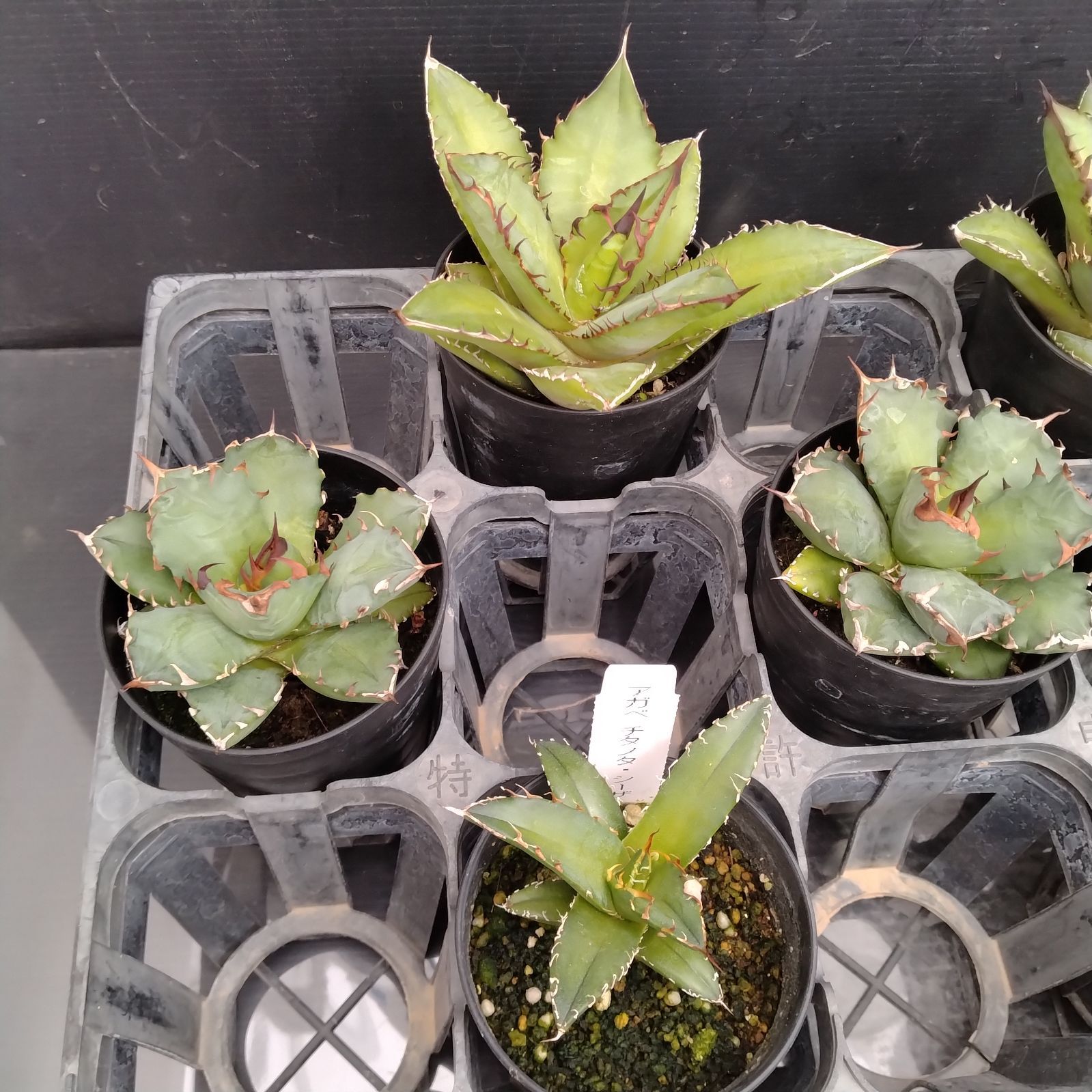 アガベ　実生　9株セット M064【自社養生株】アガベチタノタ 9株セット（姫仁王冠・黒火