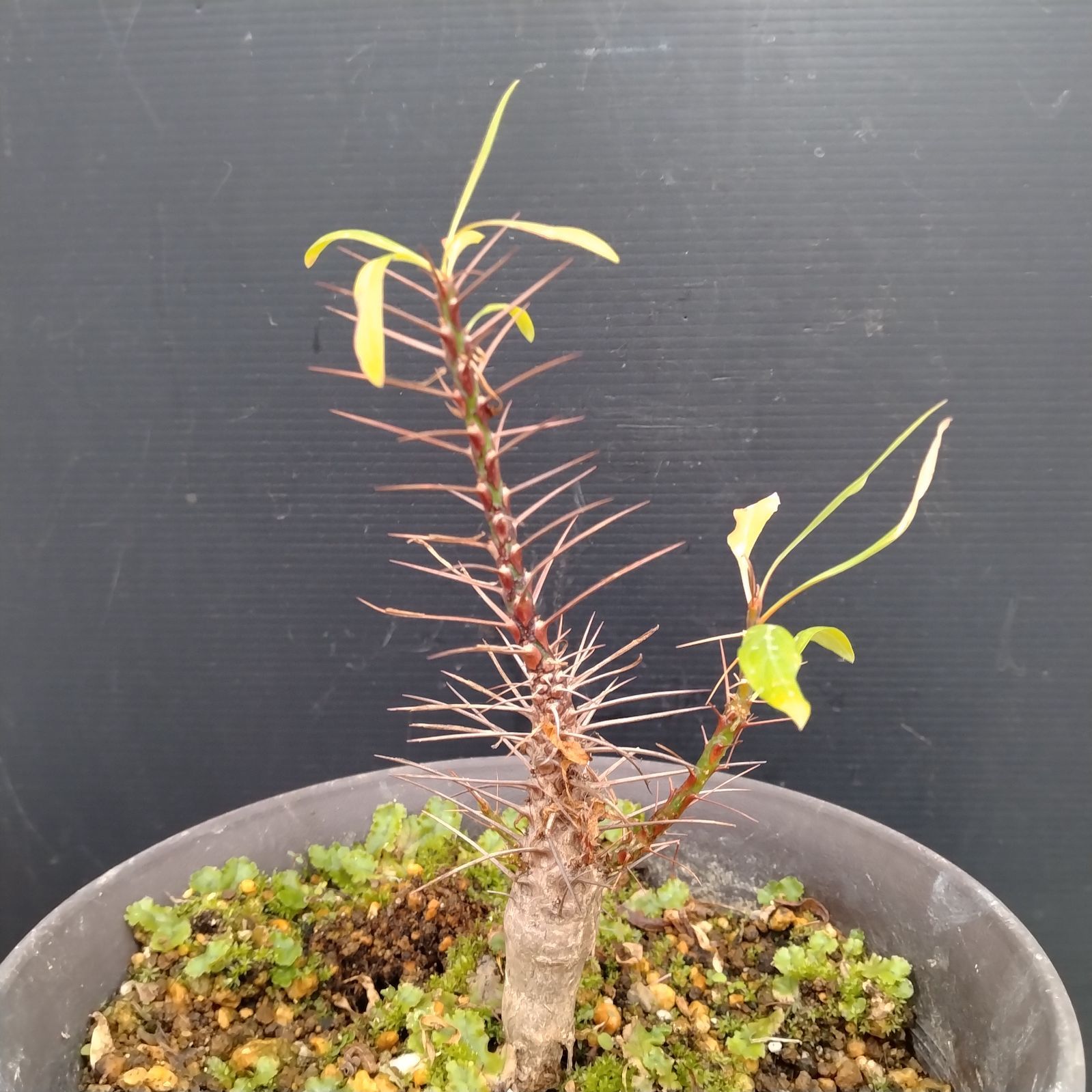 M072【自社養生株】フォークイエリア プルプシー（実生・発根株