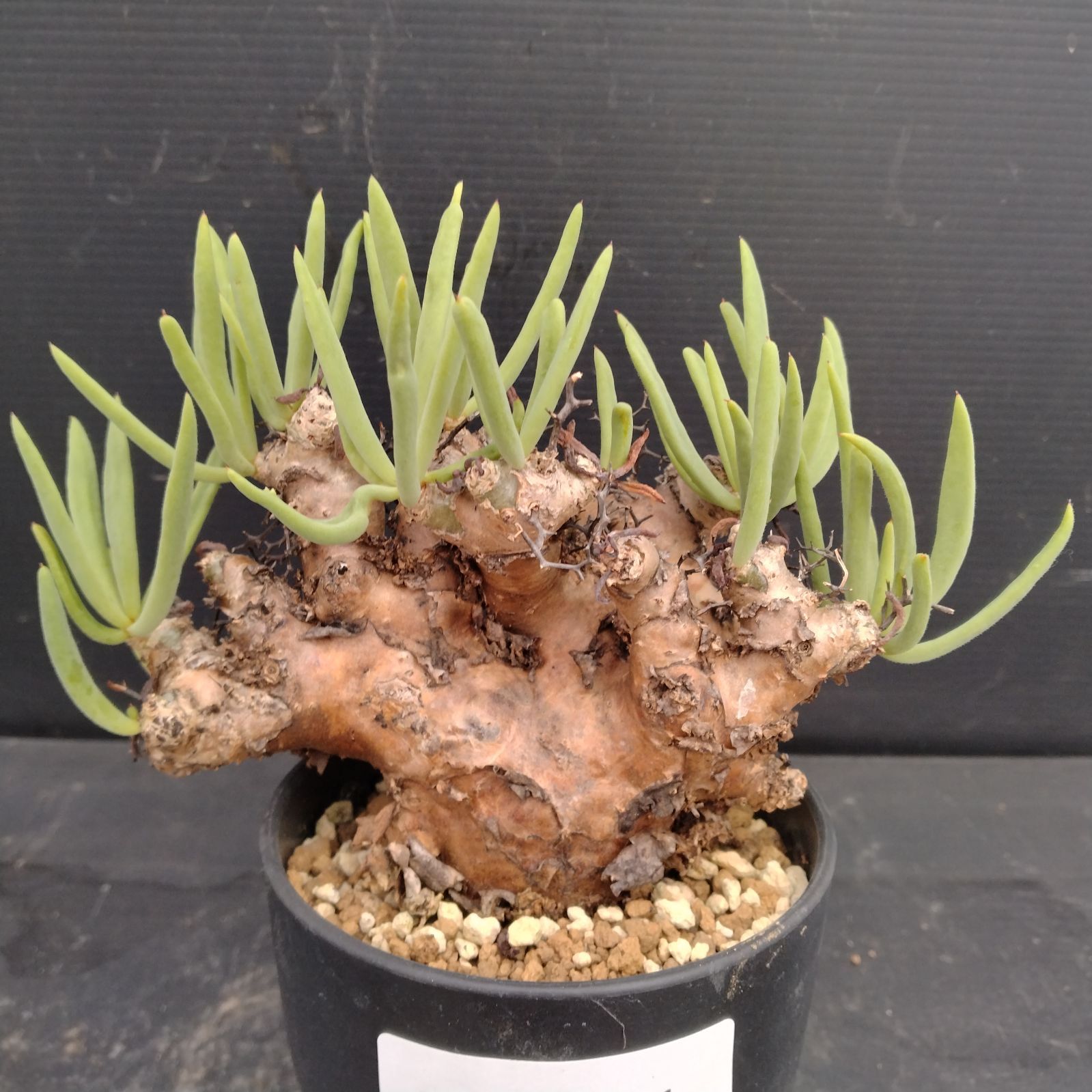 チレコドン　レティキュラータス　No.006　鉢、送料込　メルカリ便 2026年最新】万物想 実生の人気アイテム - メルカリ