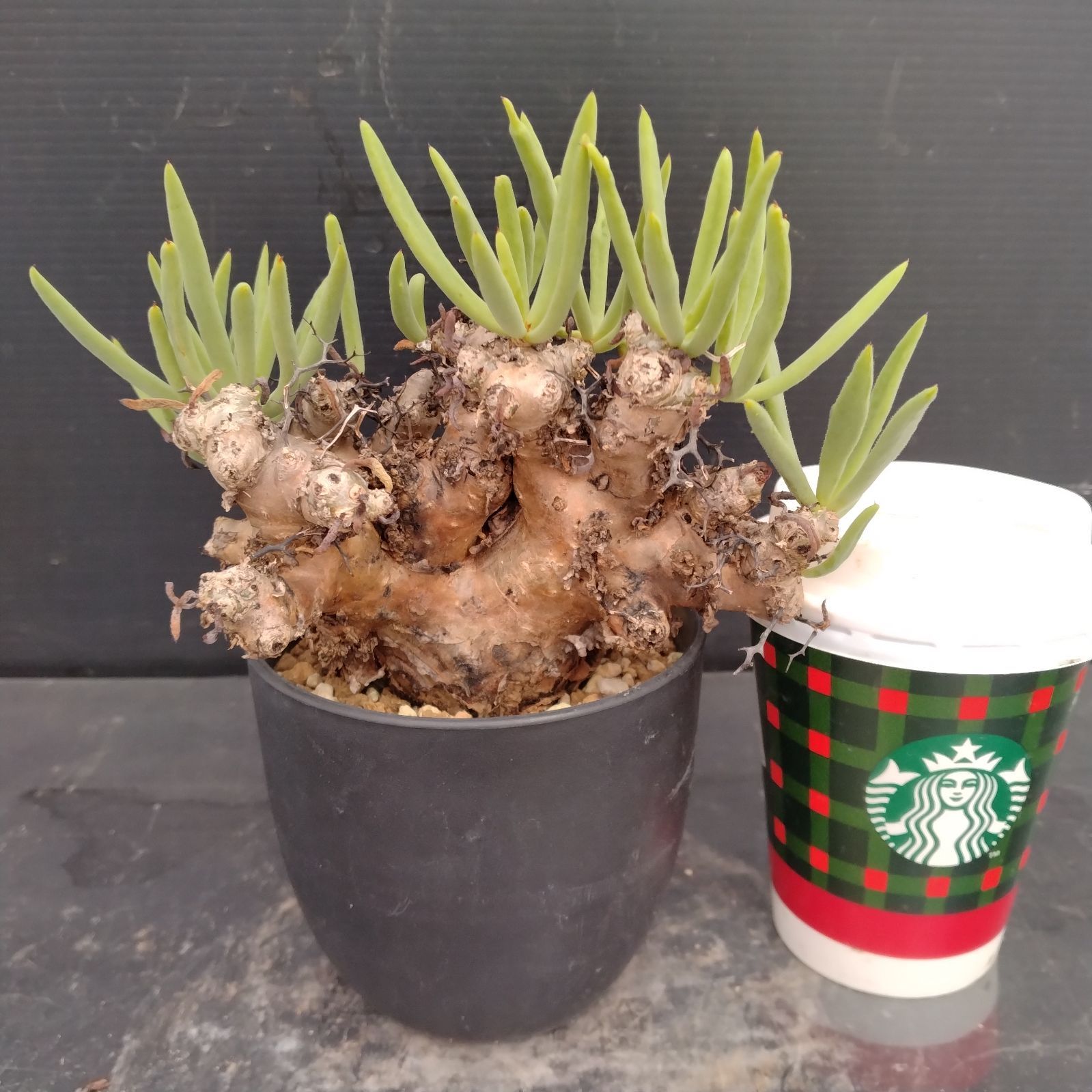 M081【自社養生株】チレコドン レティキュラータス 万物想（現地球・発