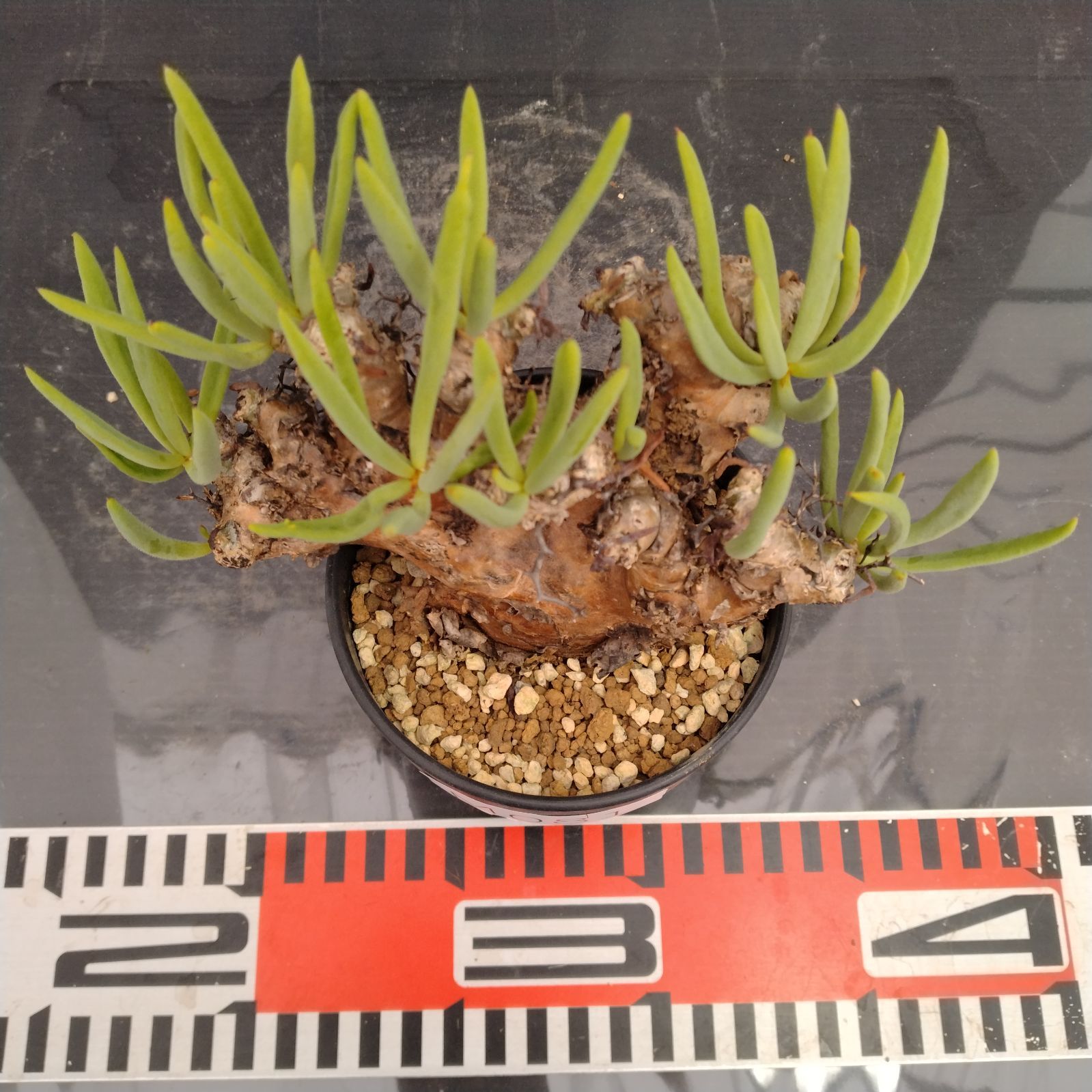 M081【自社養生株】チレコドン レティキュラータス 万物想（現地球・発