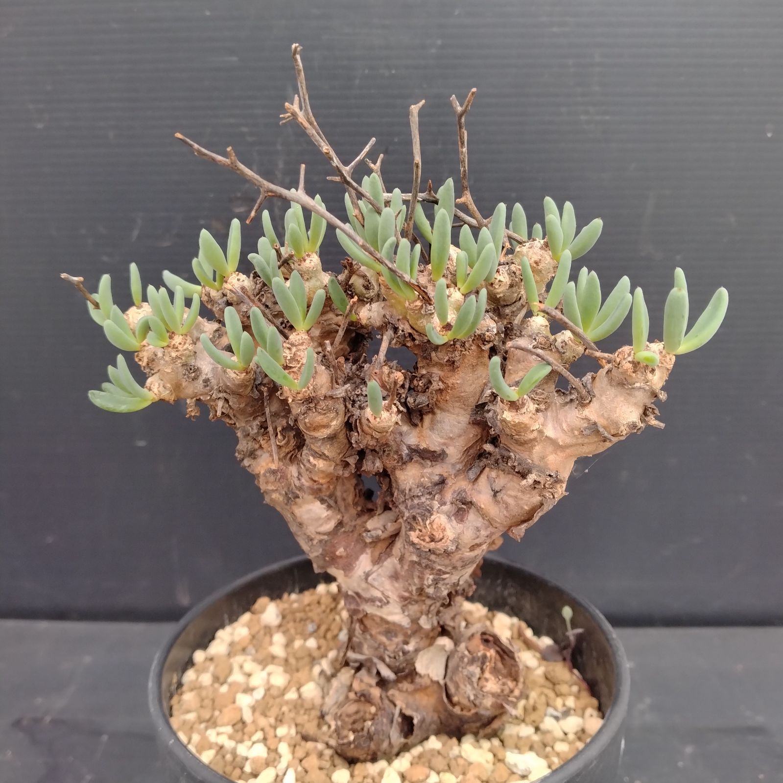 M084【自社養生株】チレコドン レティキュラータス 万物想（現地球・発