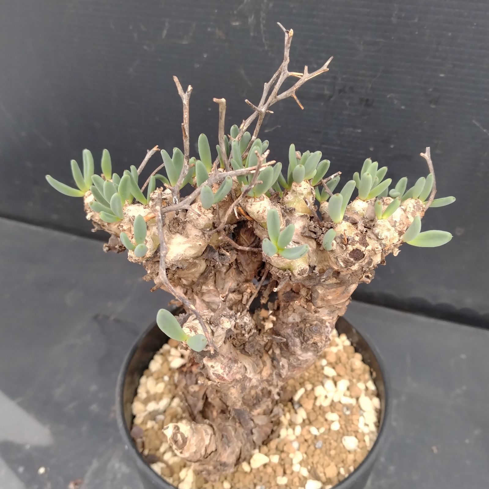 万物想　チレコドン　レティキュラータス 現地球　塊根植物 万物想 輸入球 A2844☆チレコドン レティキュラーツス 多肉植物