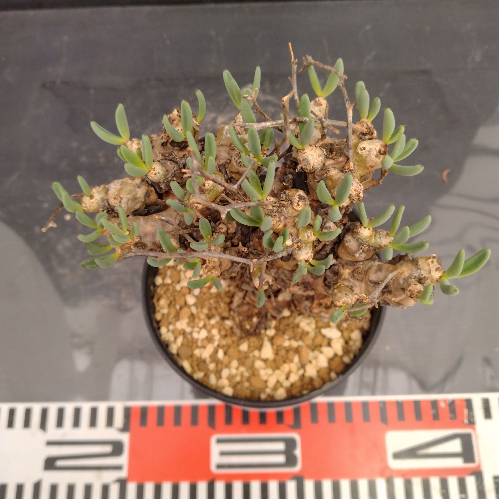 M084【自社養生株】チレコドン レティキュラータス 万物想（現地球・発