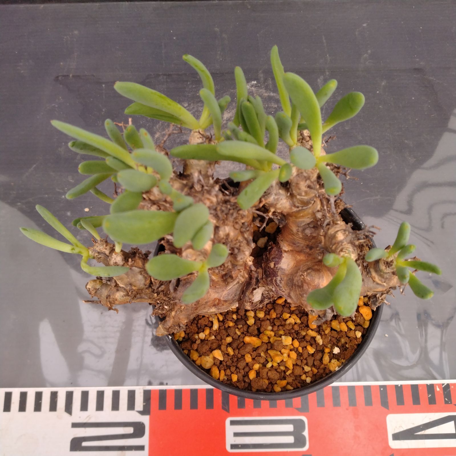 コレクション株 チレコドン 万物想 レティキュラータス※鉢ごと発送 M087【自社養生株】チレコドン レティキュラータス 万物想（現地球・発