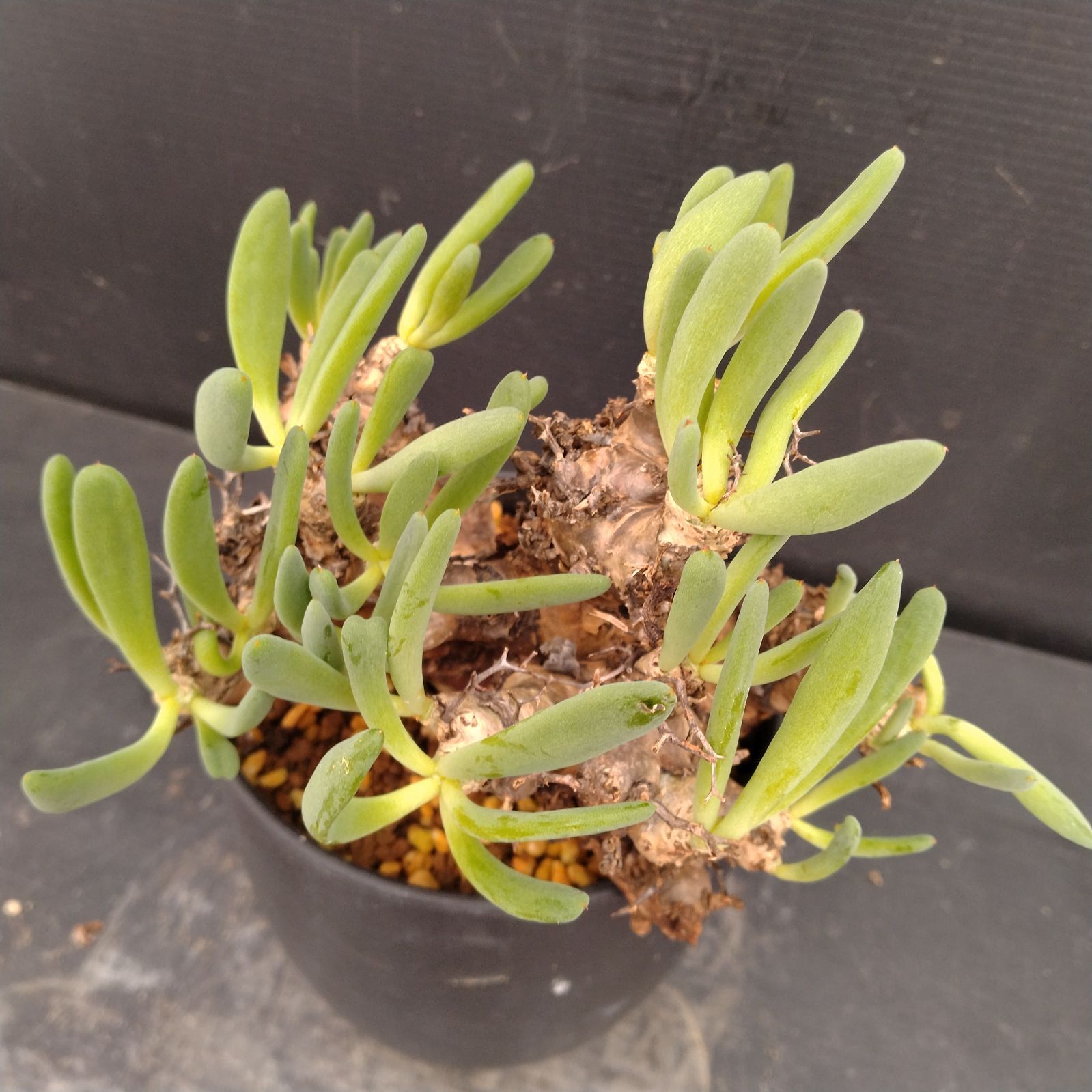 M087【自社養生株】チレコドン レティキュラータス 万物想（現地球・発