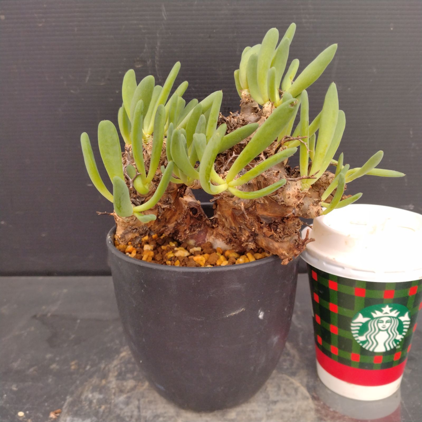 M087【自社養生株】チレコドン レティキュラータス 万物想（現地球・発