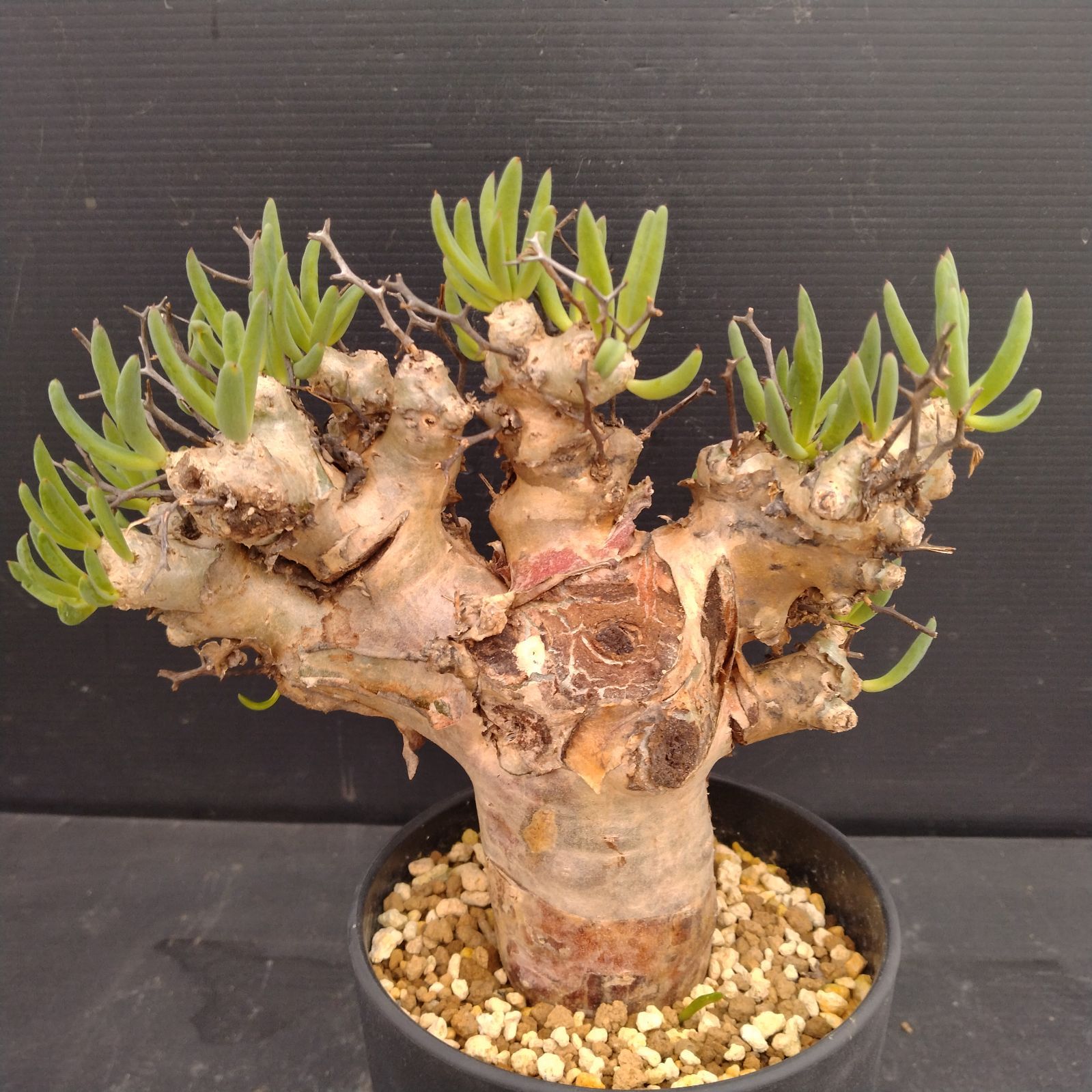 M088【自社養生株】チレコドン レティキュラータス 万物想（現地球・発