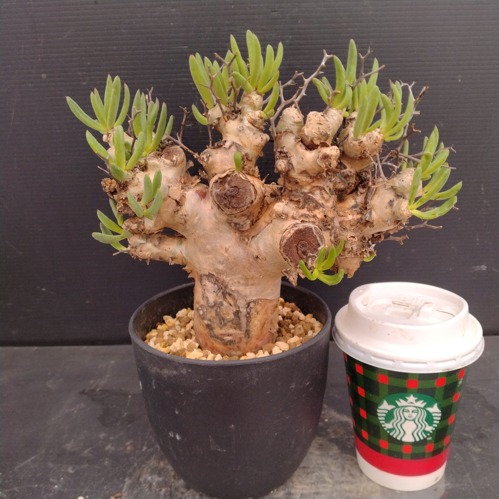 大株❗️ 塊根植物　チレコドン　レキュラータス　万物想　現地球 M088【自社養生株】チレコドン レティキュラータス 万物想（現地球・発