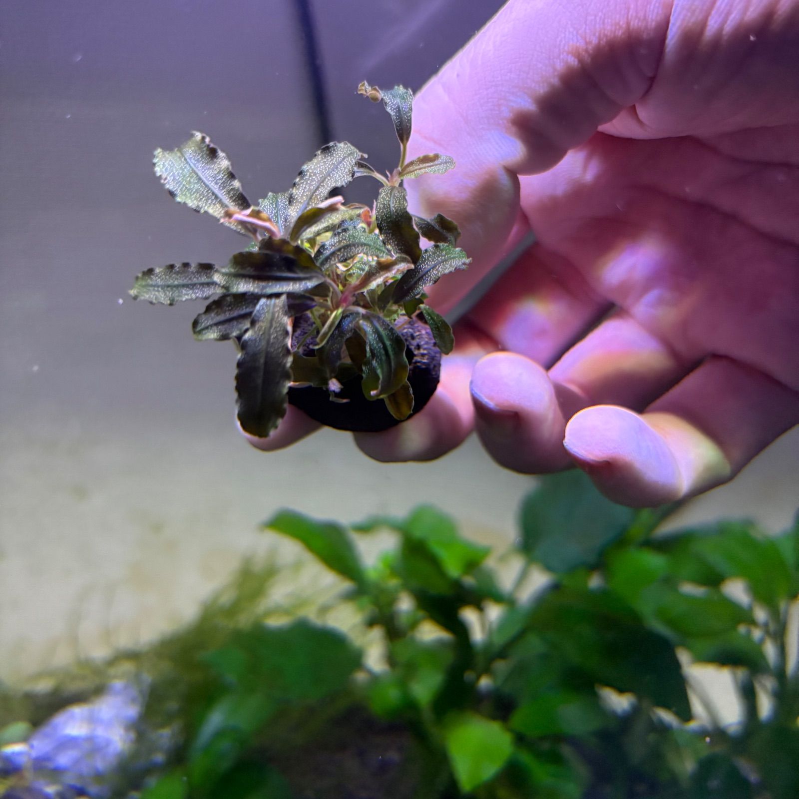 ブセファランドラ SPクダガン 水中葉 ミニ群生 - メルカリ