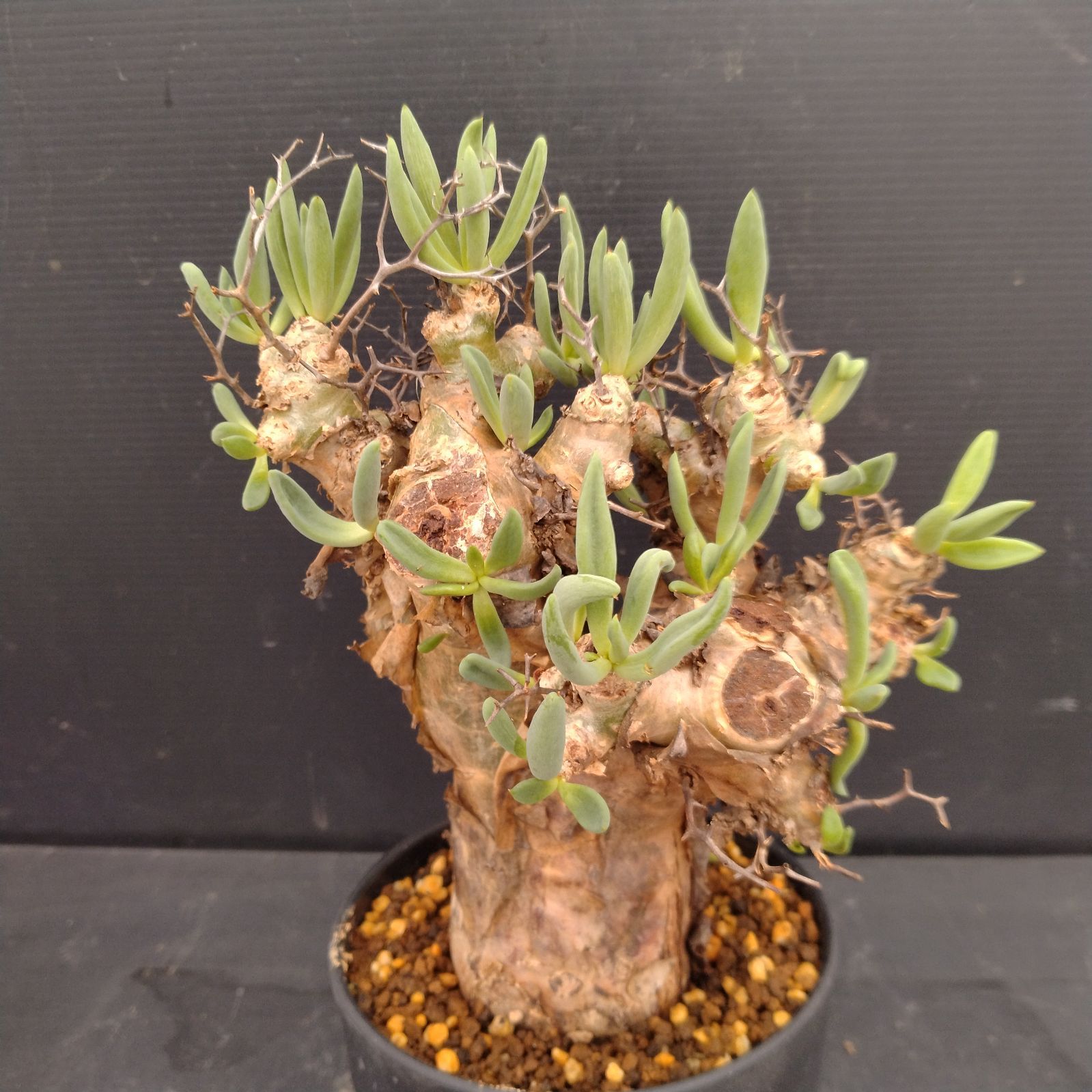 チレコドン　レティキュラータス　No.006　鉢、送料込　メルカリ便 チレコドン レティキュラータス No.006 鉢、送料込 メルカリ便