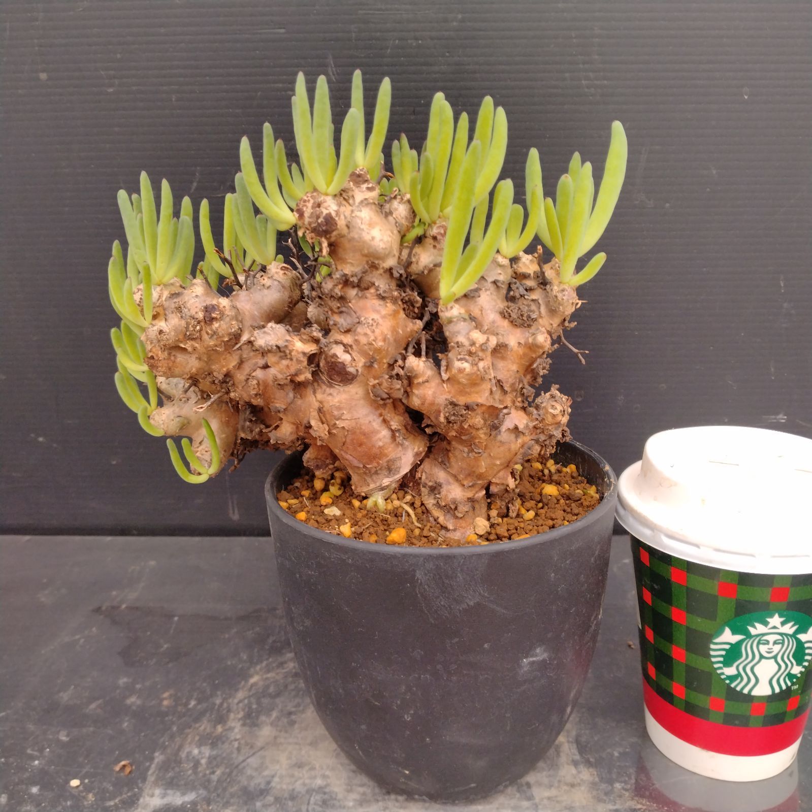 M093【自社養生株】チレコドン レティキュラータス 万物想（現地球・発