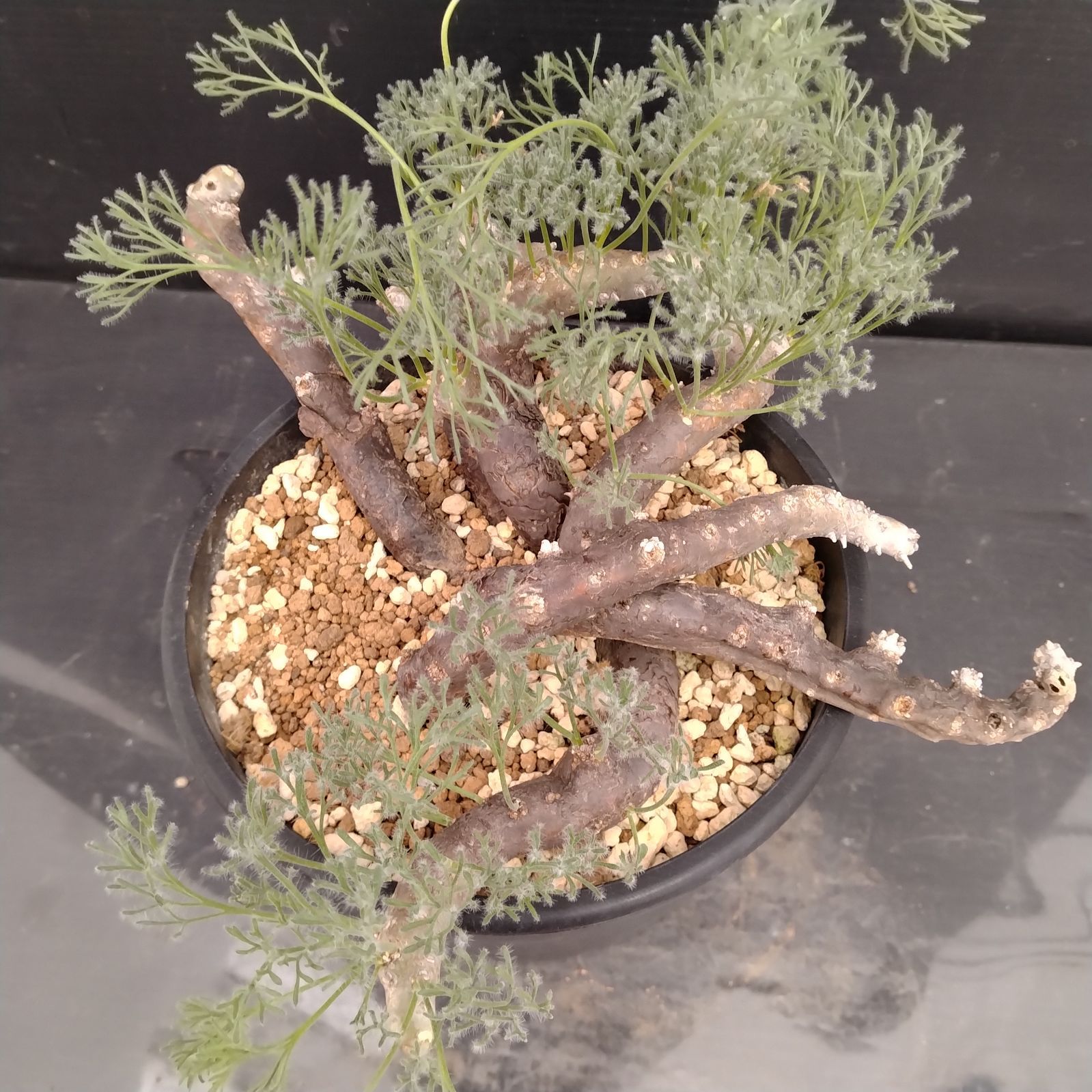 M095【自社養生株】モンソニア ムルチフィダ（現地球・発根未確認株