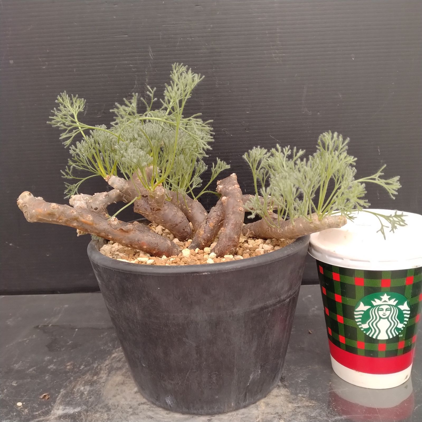 M095【自社養生株】モンソニア ムルチフィダ（現地球・発根未確認株