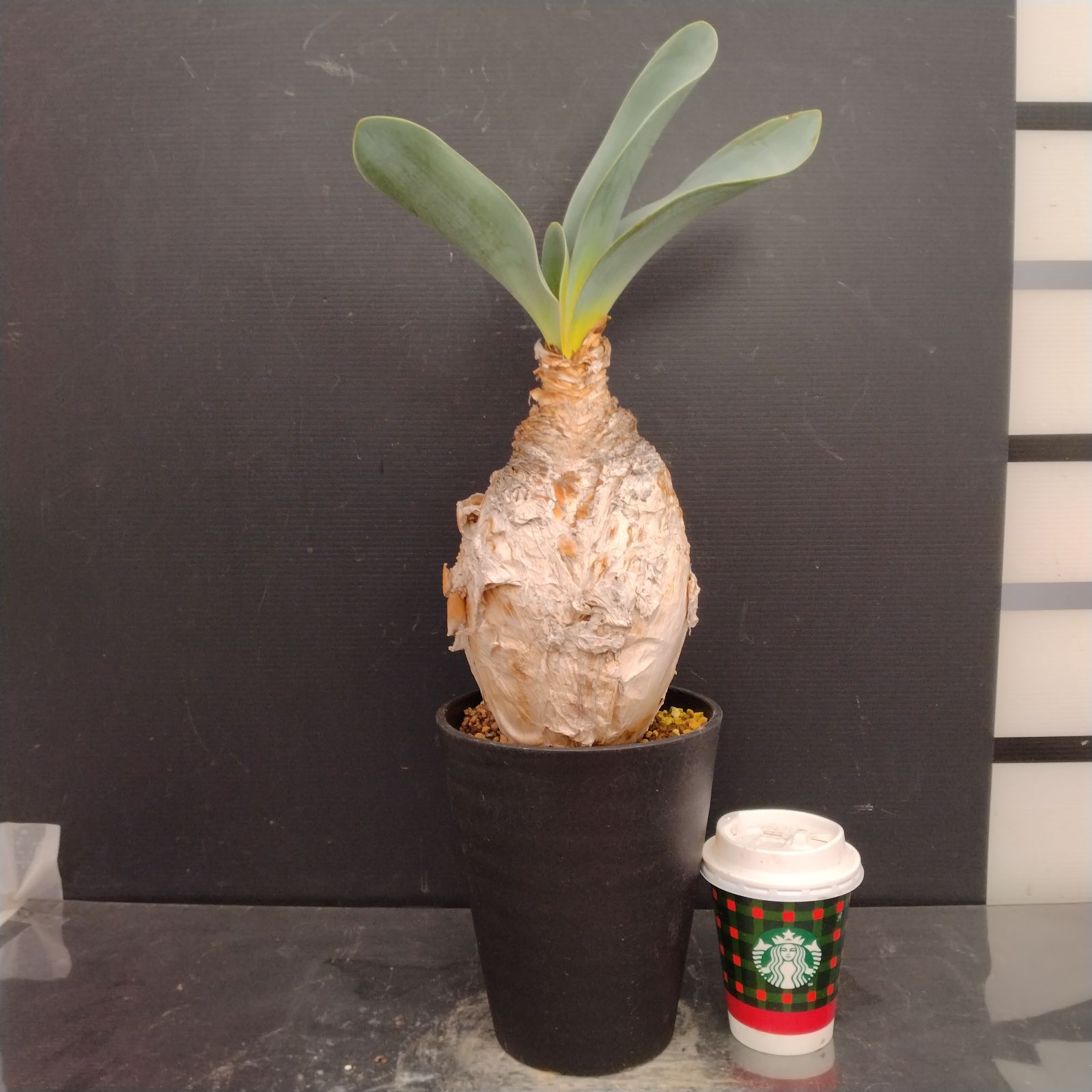 M096【自社養生株】ブーファン ハエマンソイデス（現地球・発根株