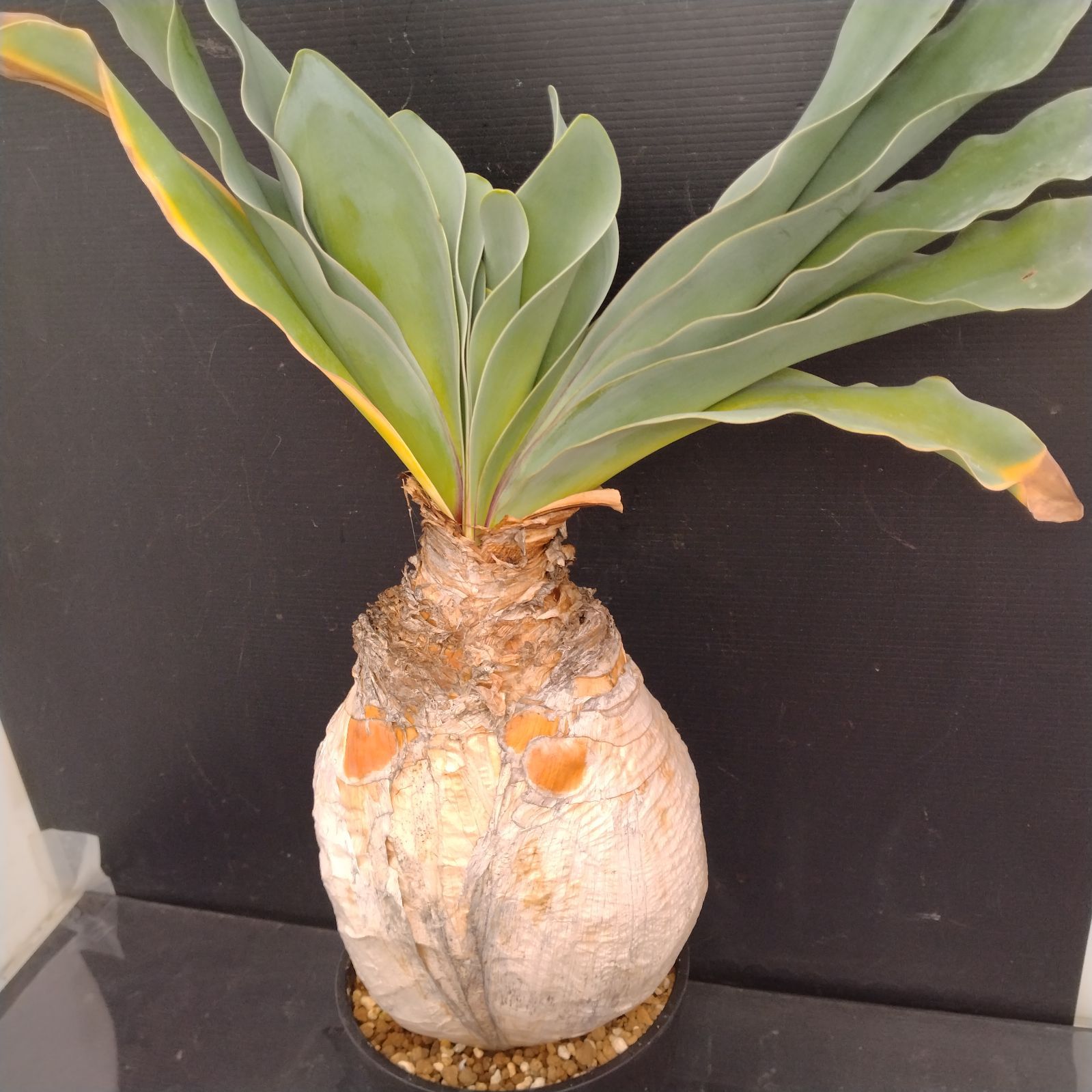 M097【自社養生株】ブーファン ハエマンソイデス（現地球・発根株