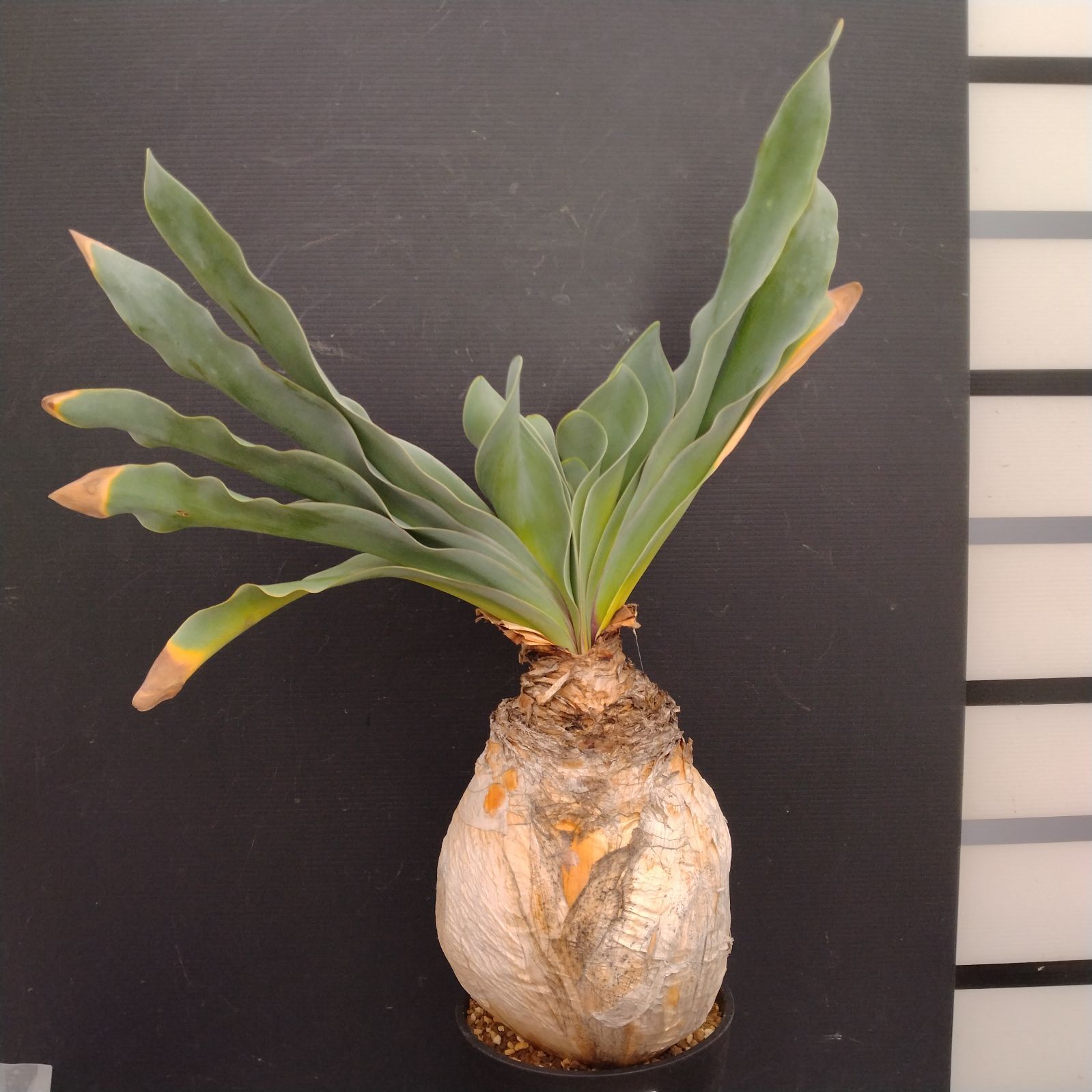 M097【自社養生株】ブーファン ハエマンソイデス（現地球・発根株