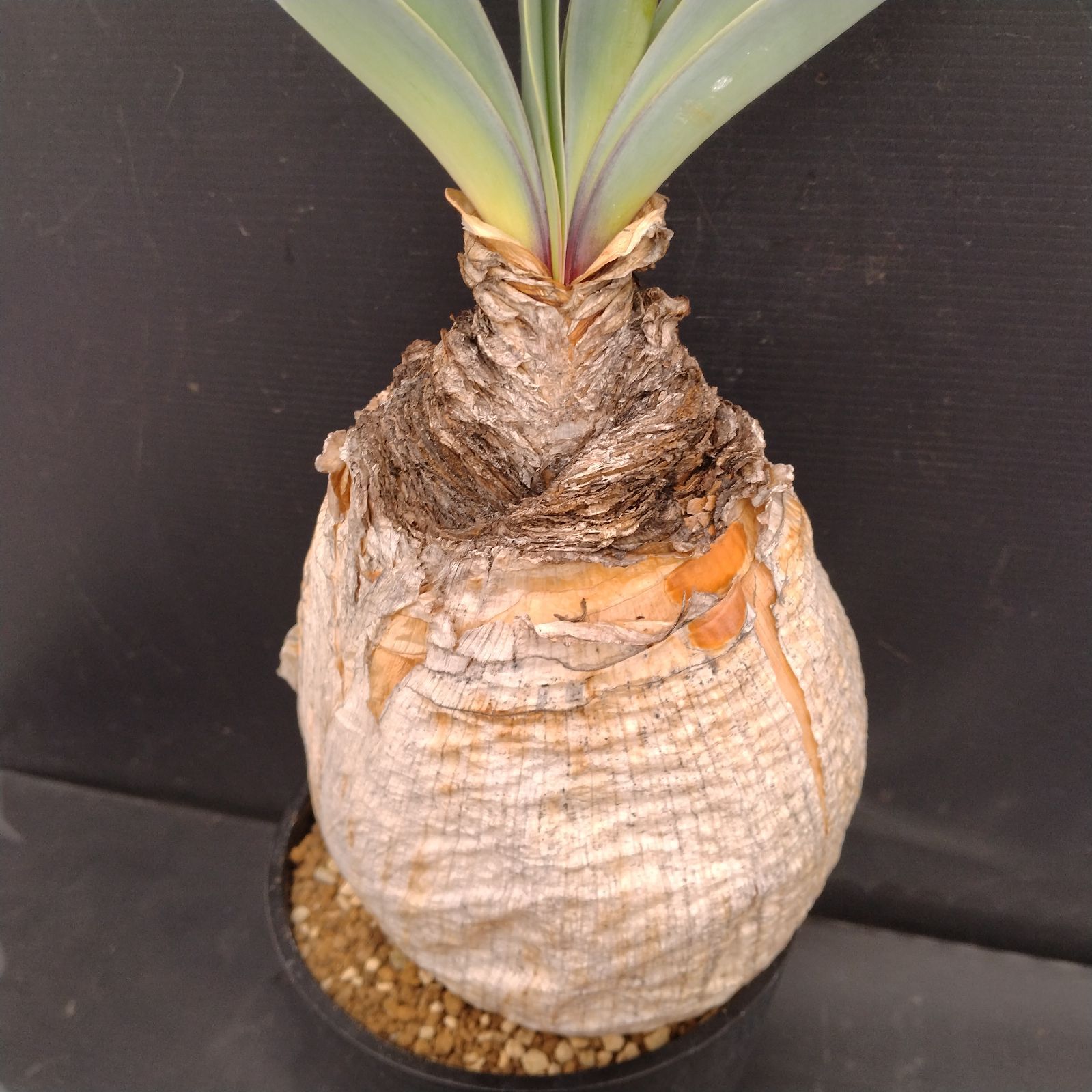 M098【自社養生株】ブーファン ハエマンソイデス（現地球・発根株