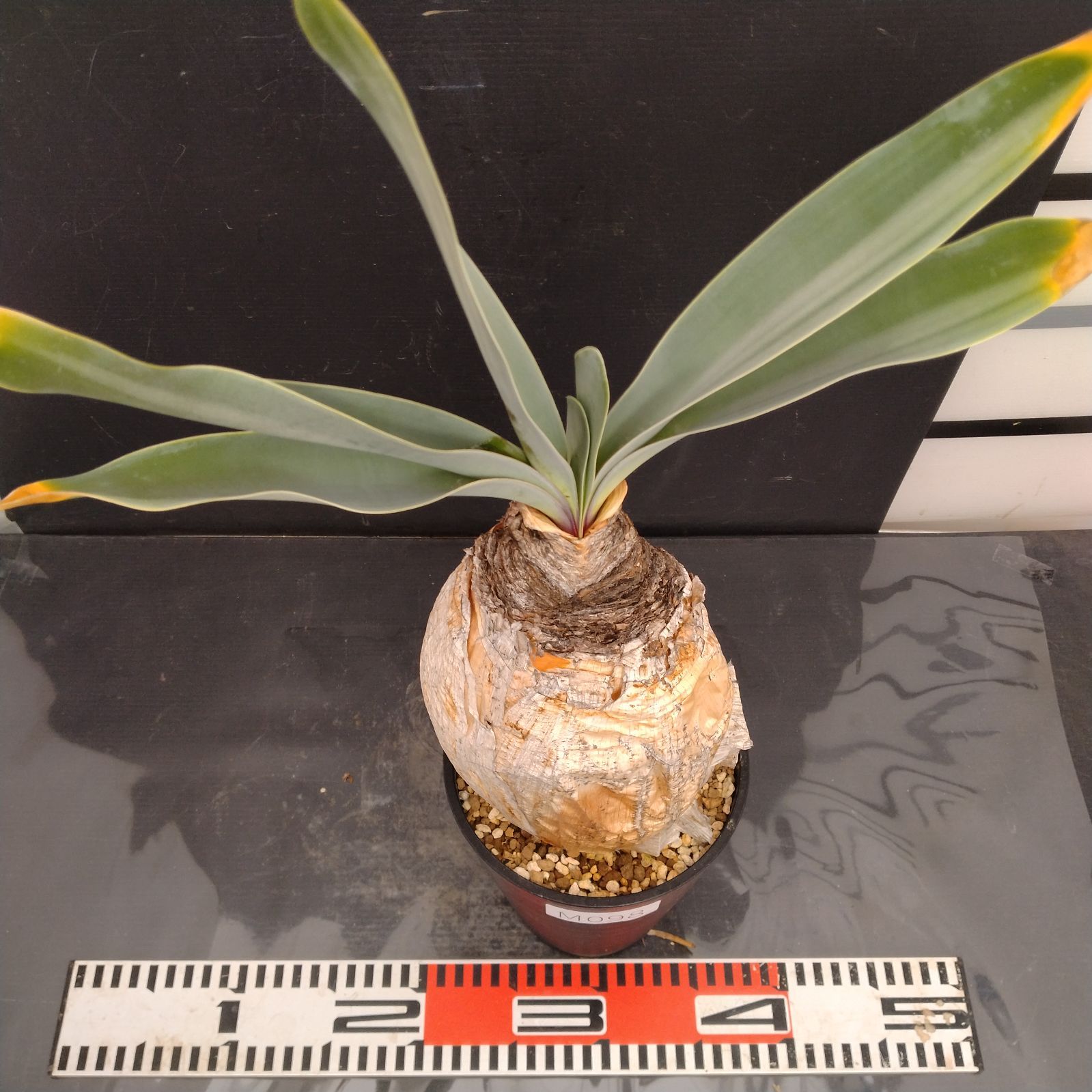 M098【自社養生株】ブーファン ハエマンソイデス（現地球・発根株