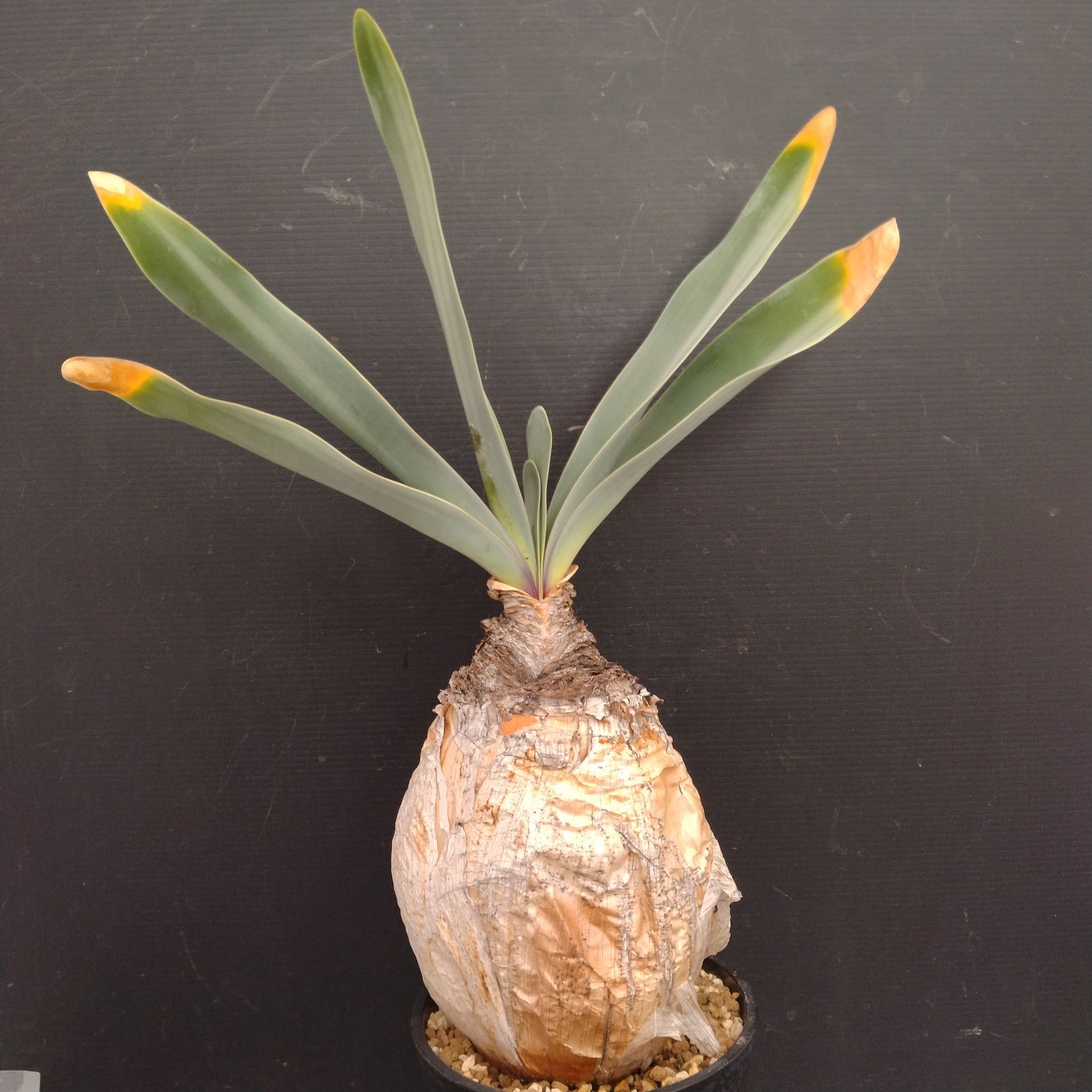 M098【自社養生株】ブーファン ハエマンソイデス（現地球・発根株