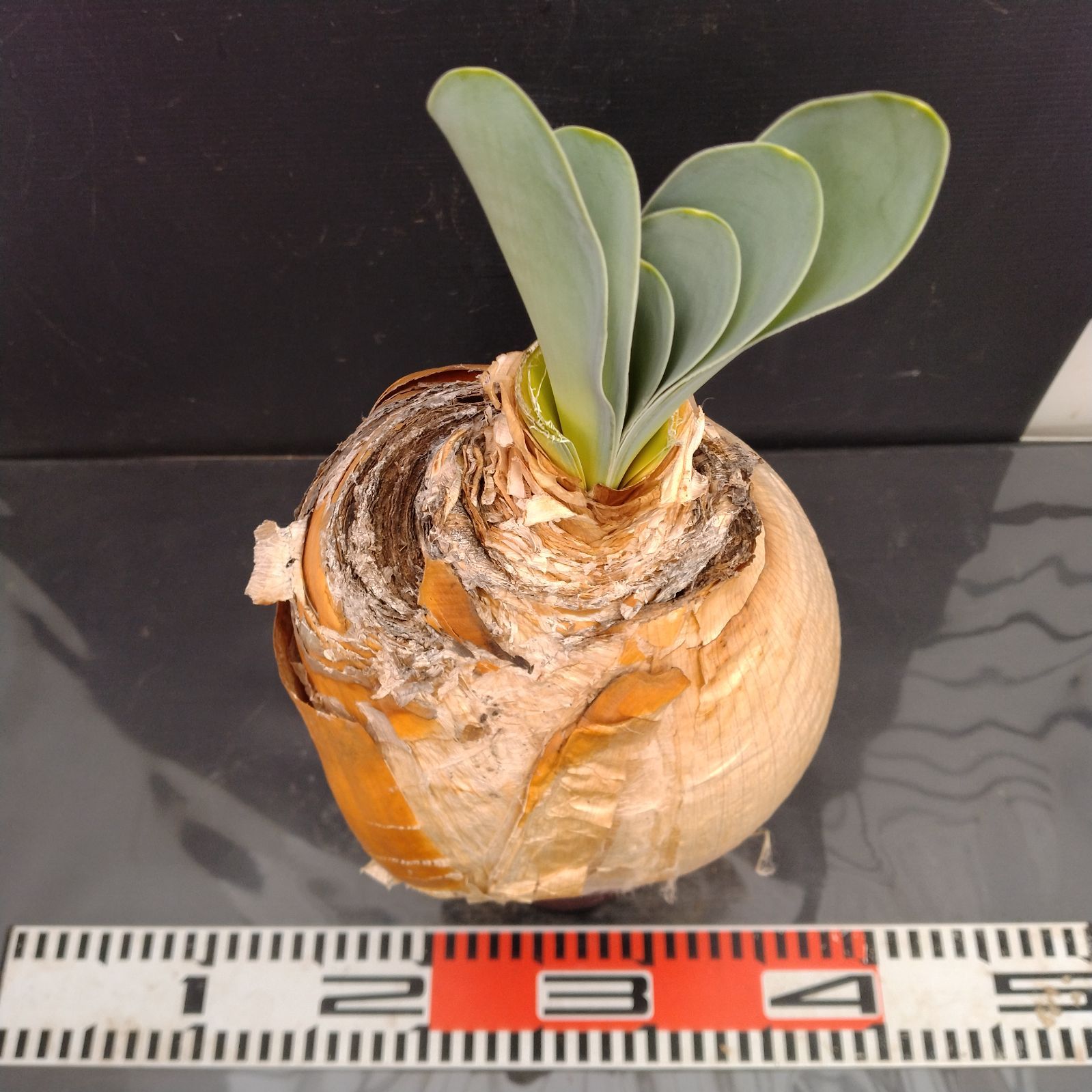 M099【自社養生株】ブーファン ハエマンソイデス（現地球・発根株