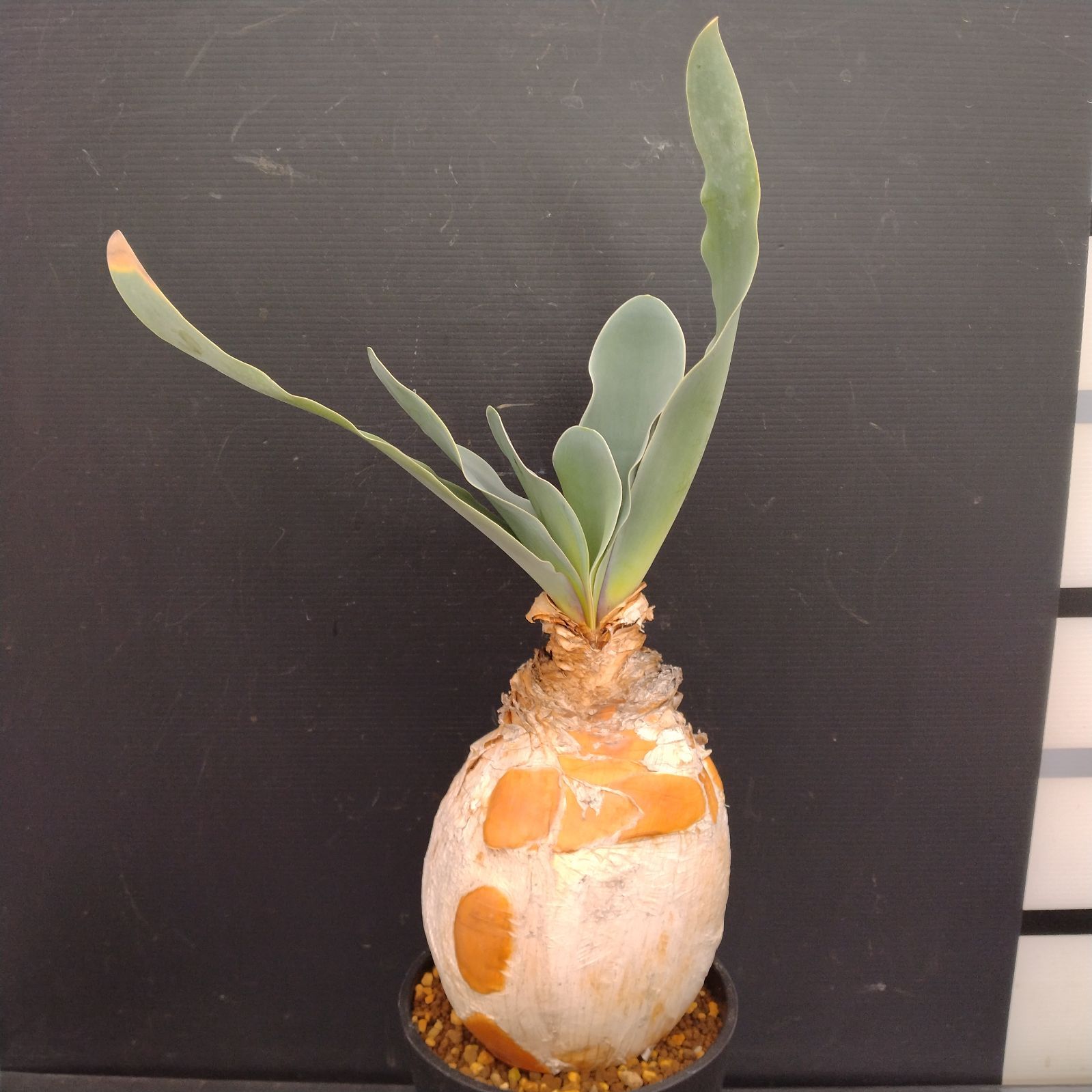 M100【自社養生株】ブーファン ハエマンソイデス（現地球・発根株