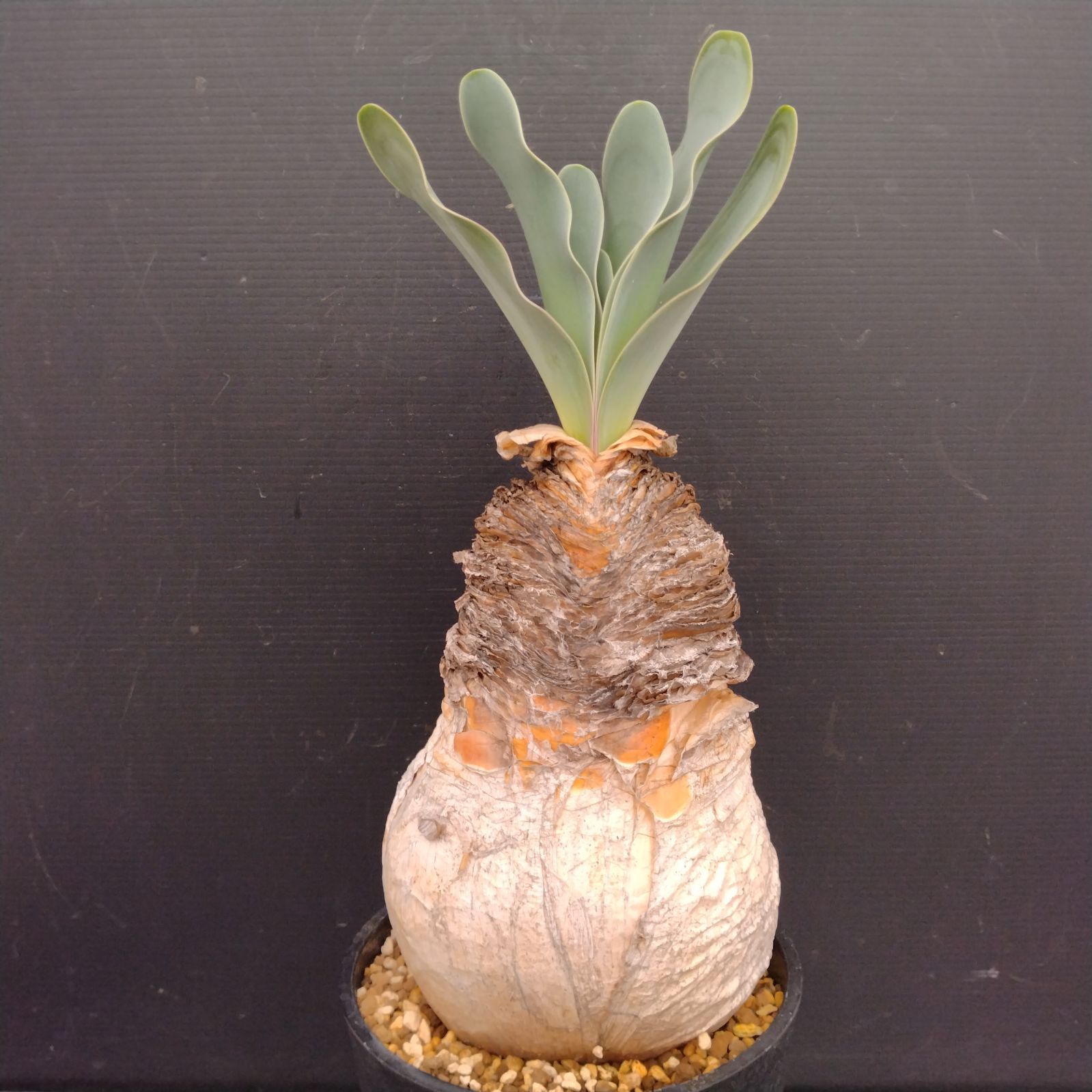 M101【自社養生株】ブーファン ハエマンソイデス（現地球・発根株