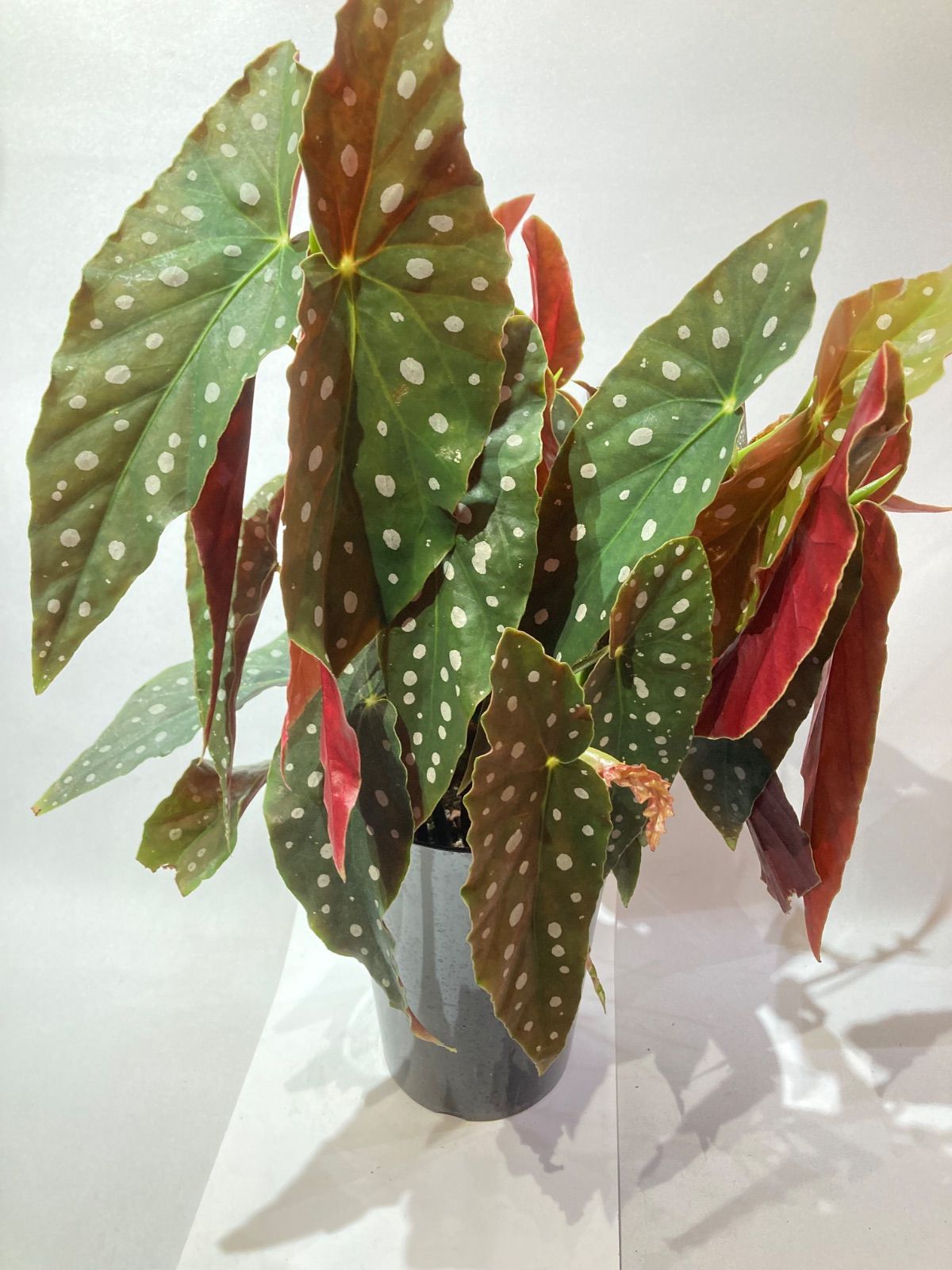 ベゴニア・マクラータ 大株 - メルカリ