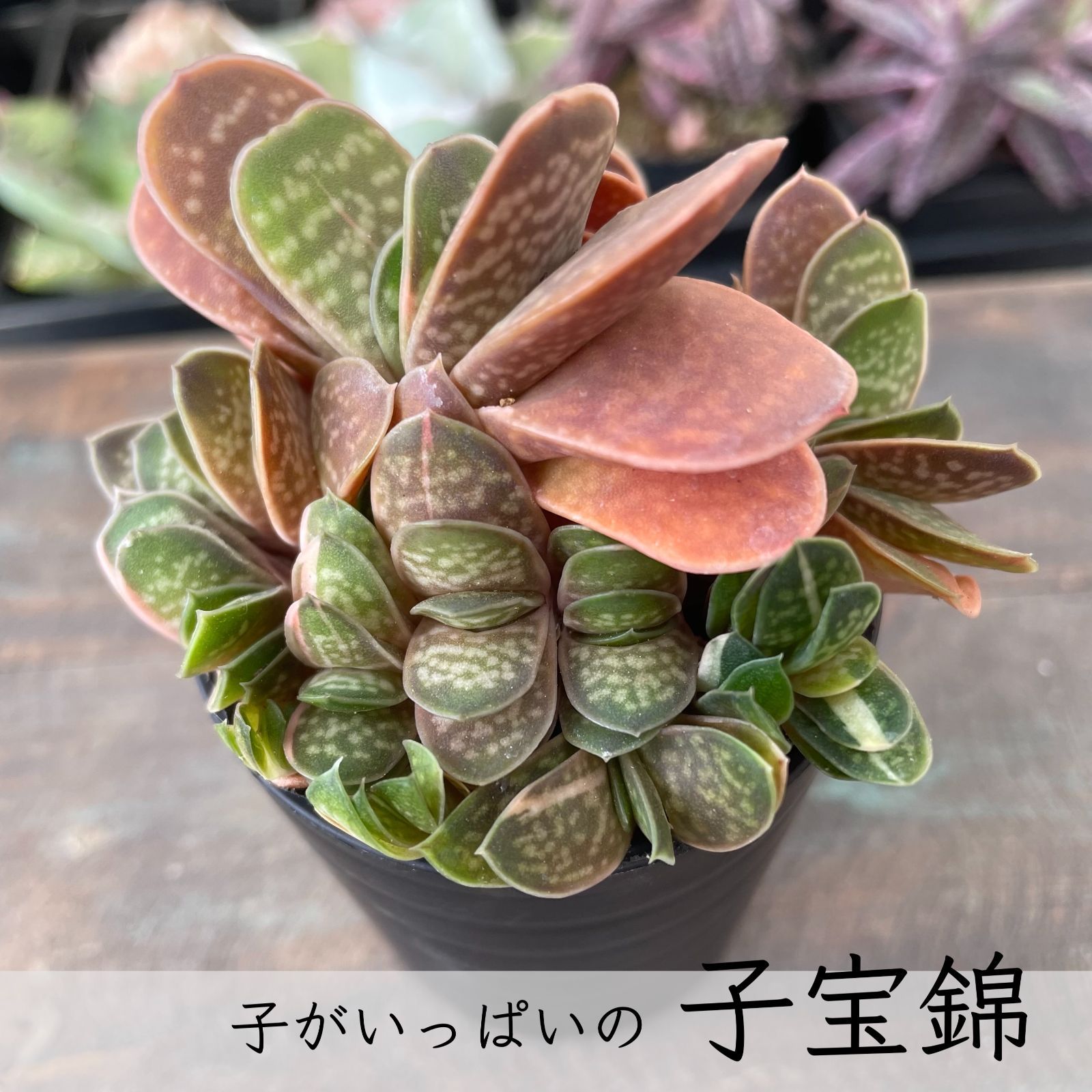 ガステリア【子宝錦】子がたくさん 斑入り 人気 紅葉 - メルカリ
